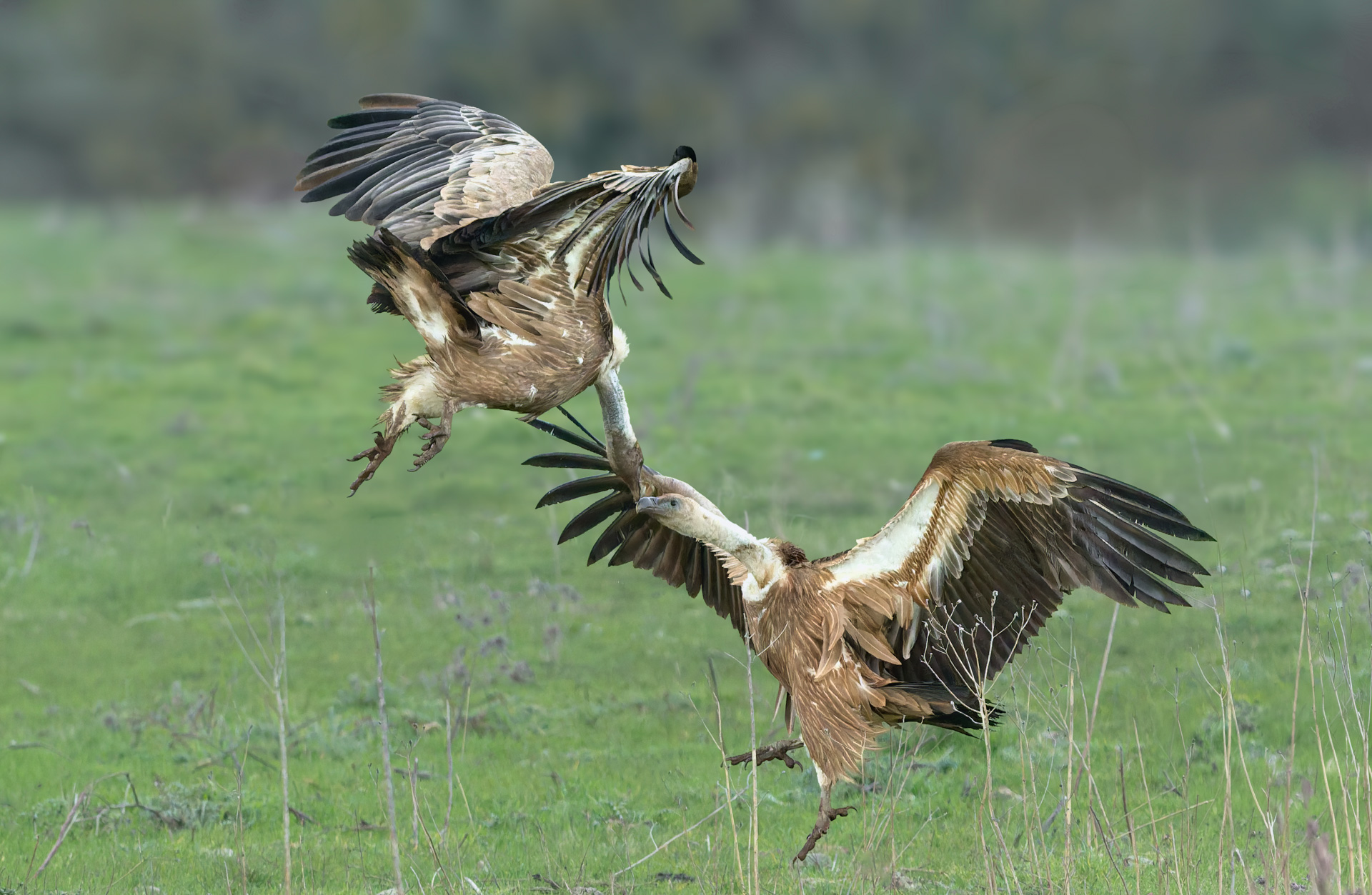Griffins in battle 2