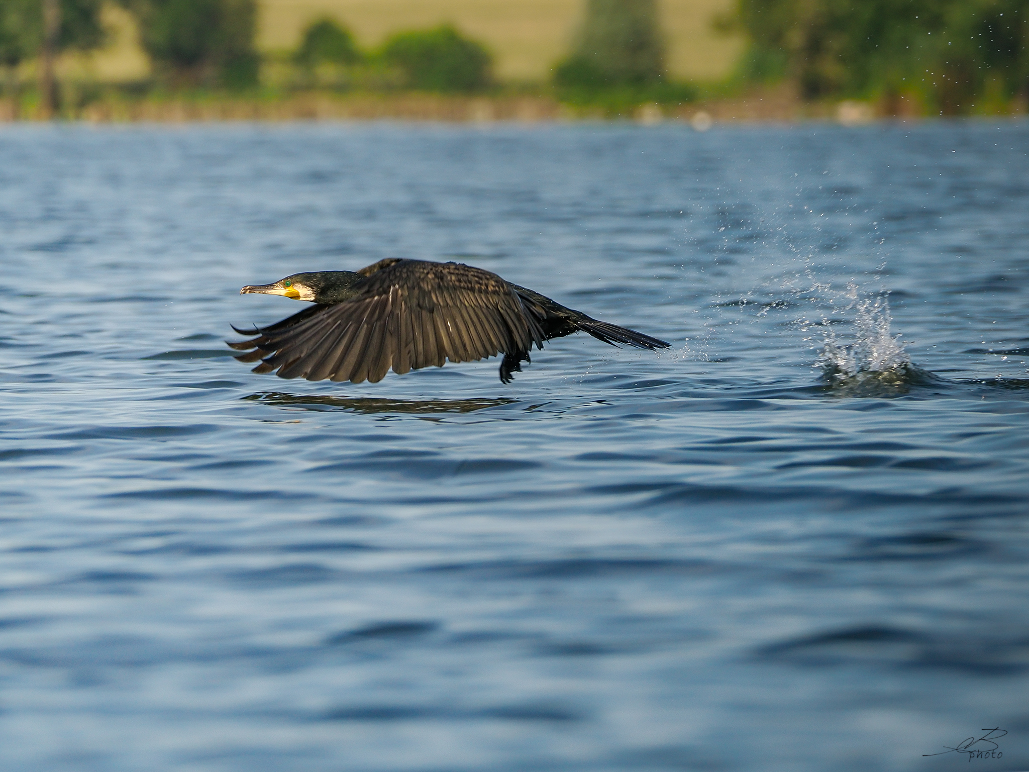 Common cormorant