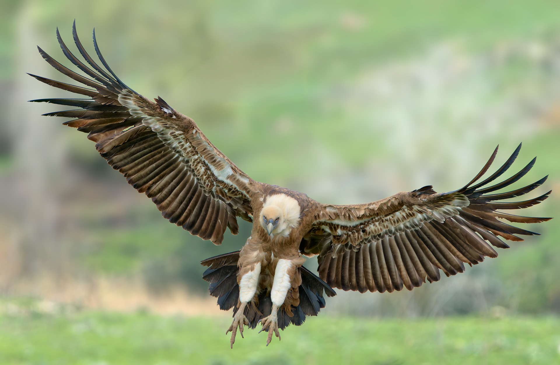 Griffin Landing 1