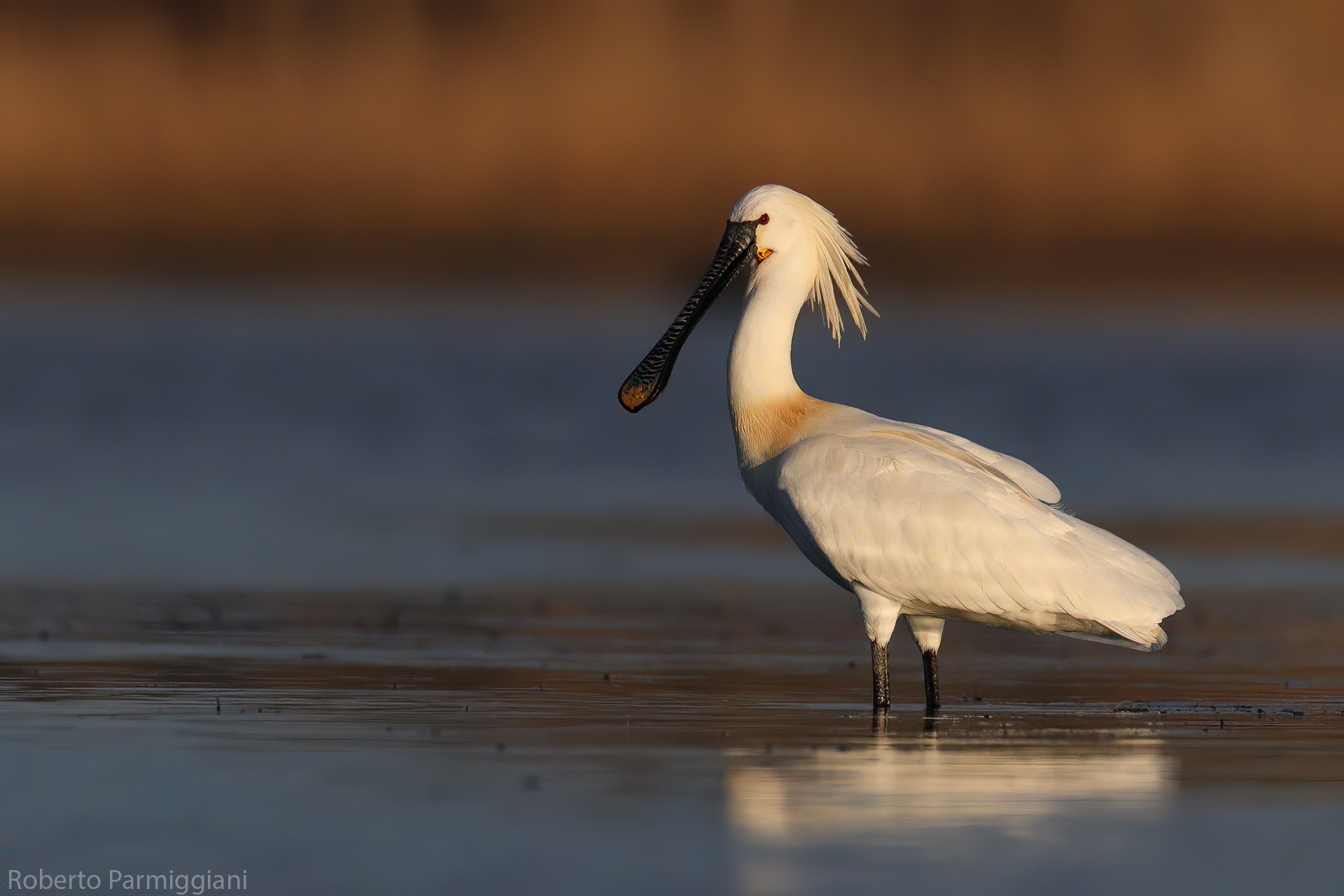Last light with spatula