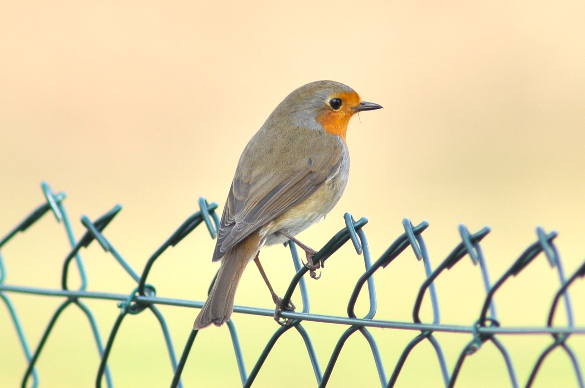 Robin