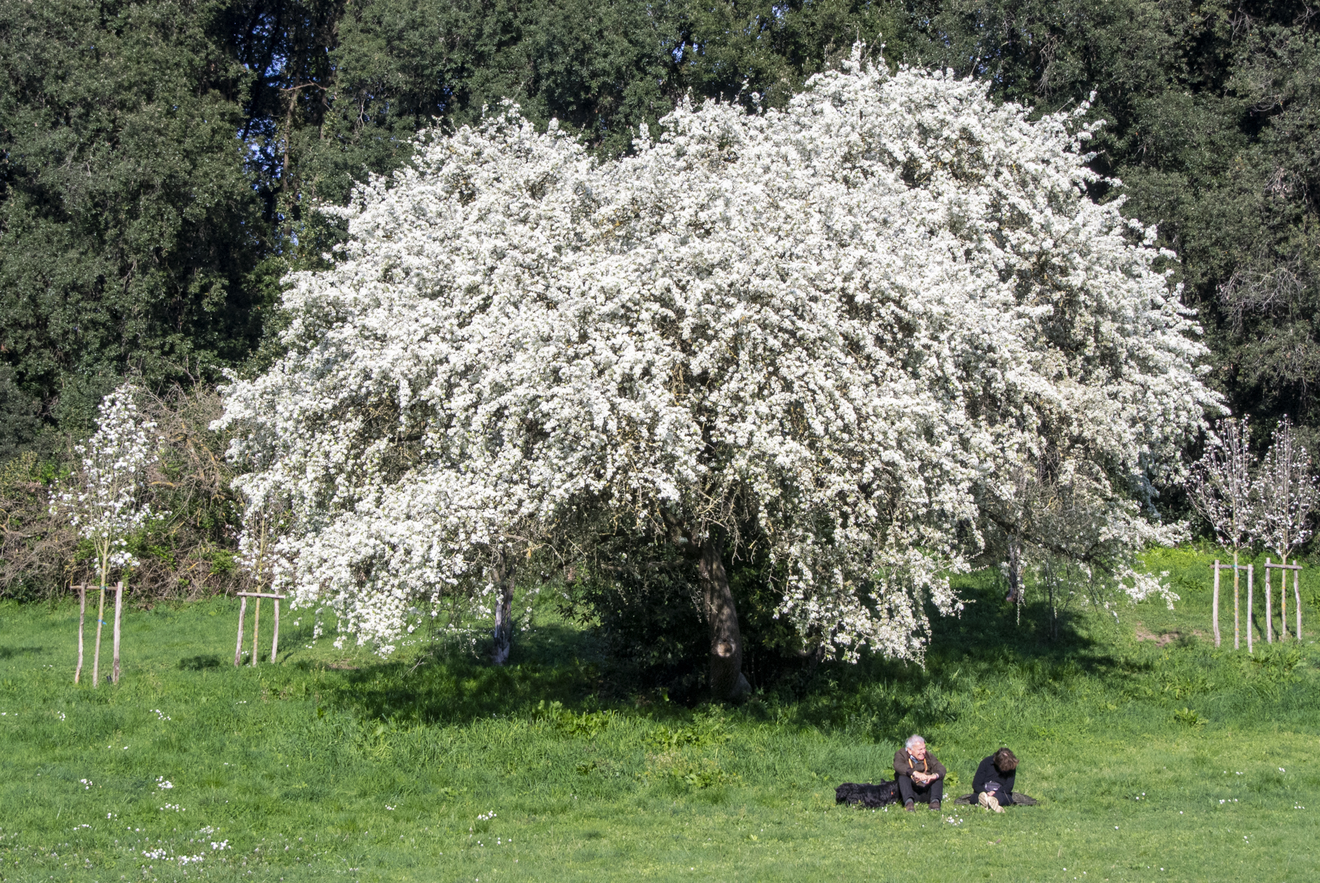 Spring is sprung