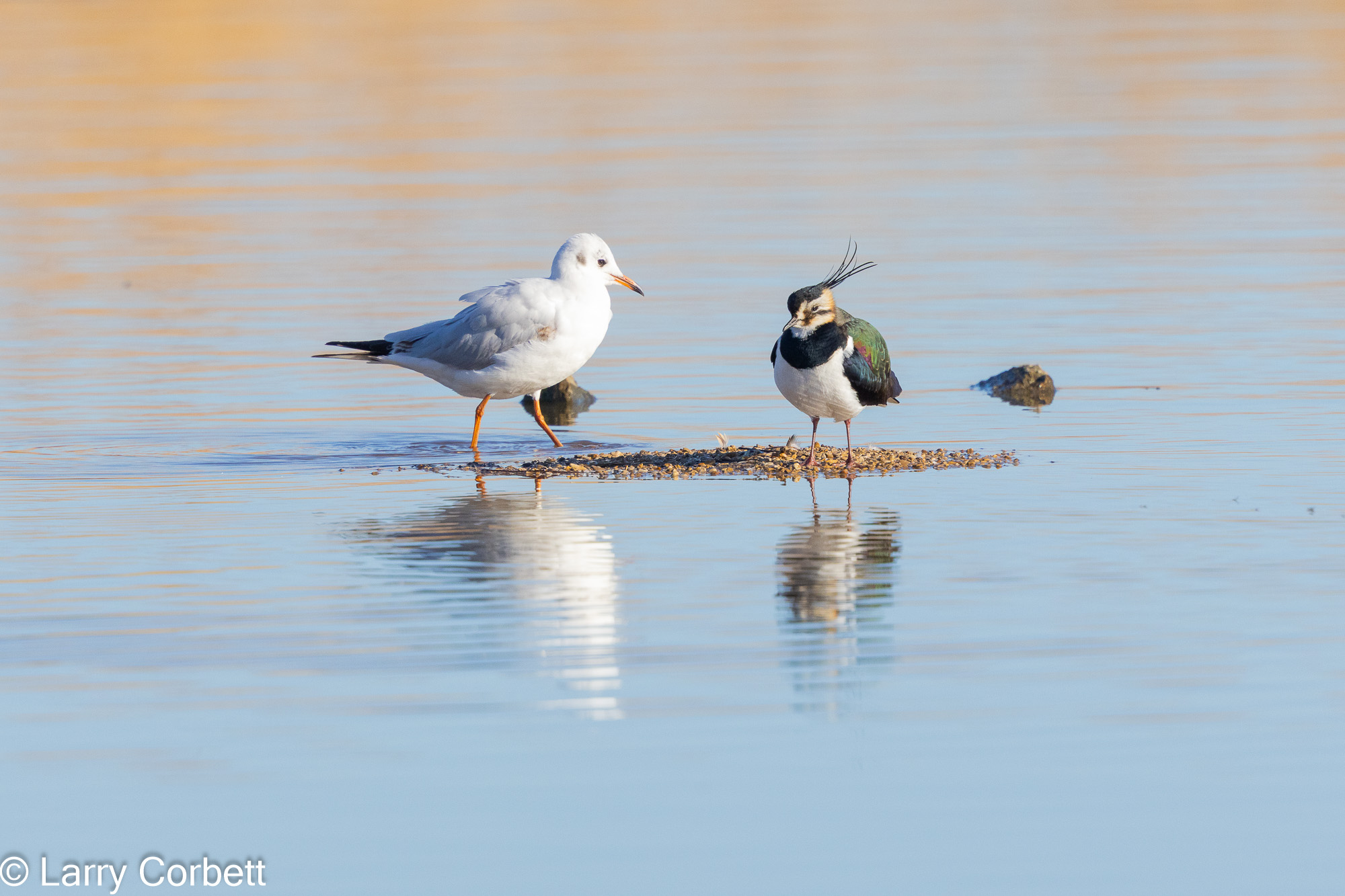 Black-headed Gull and Lapwing