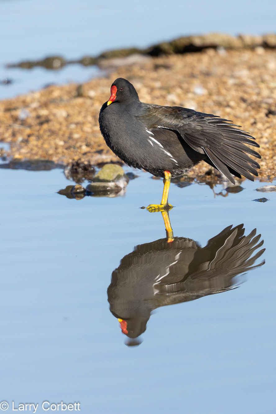 Moorhen