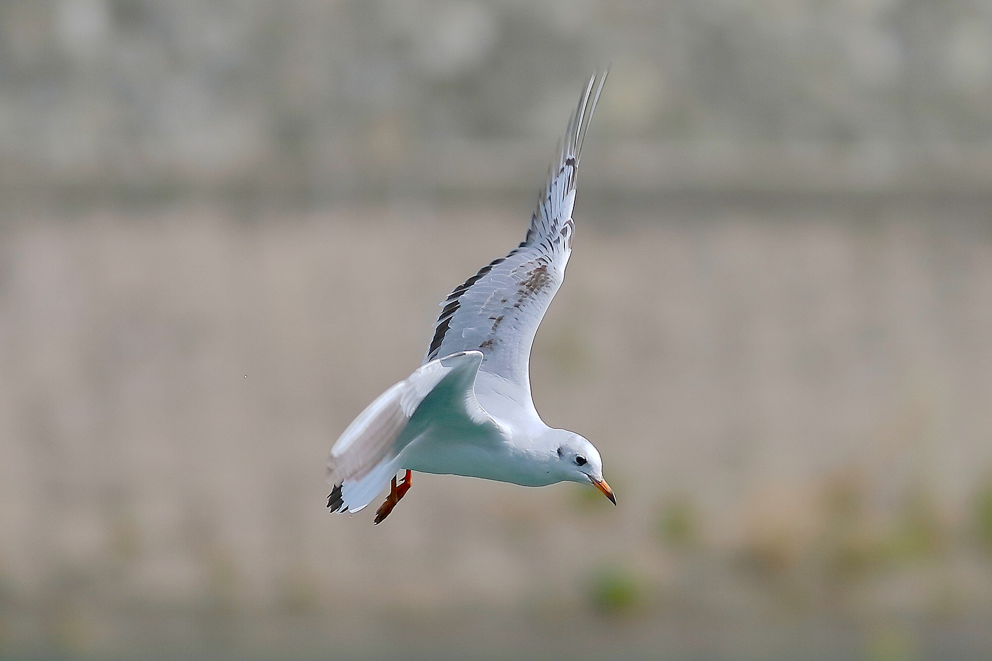 Seagull C September 25, 2025 - 0073