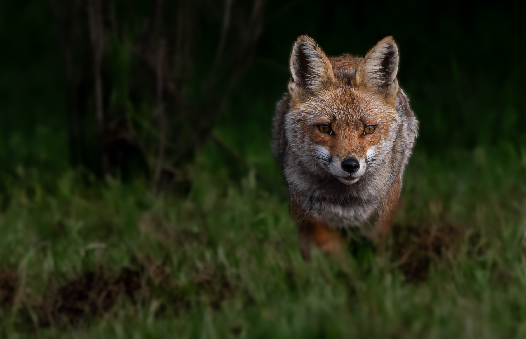 Fox