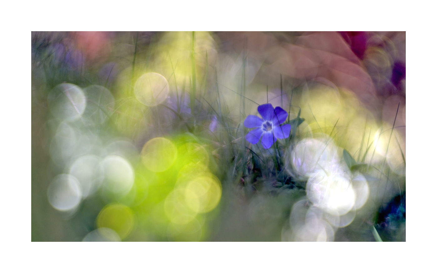 Blue seastar