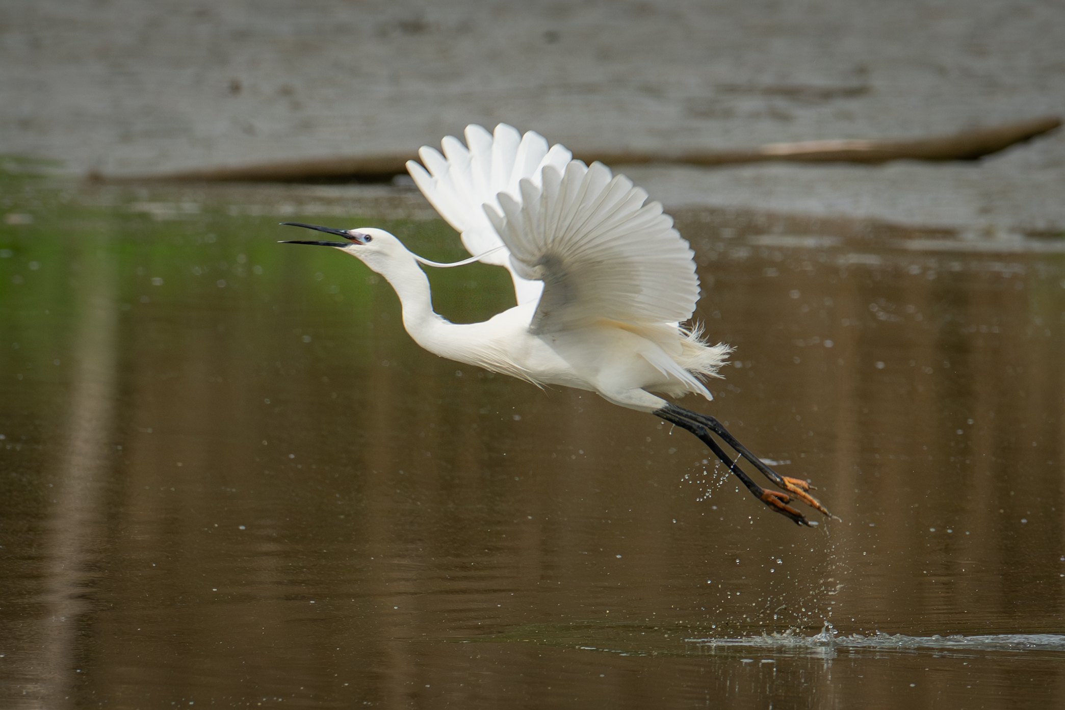garzetta in volo