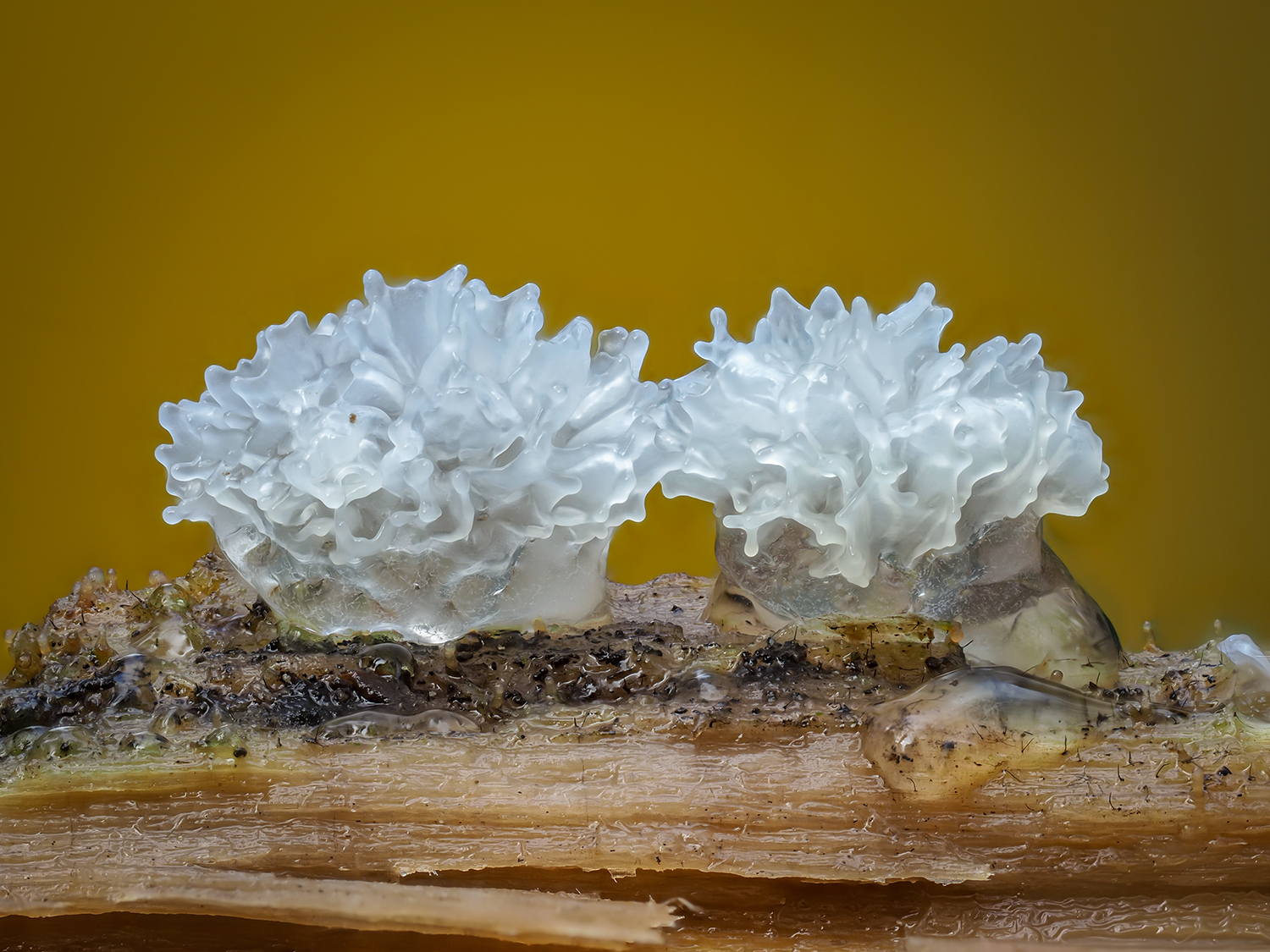 Ceratiomyxa sp.