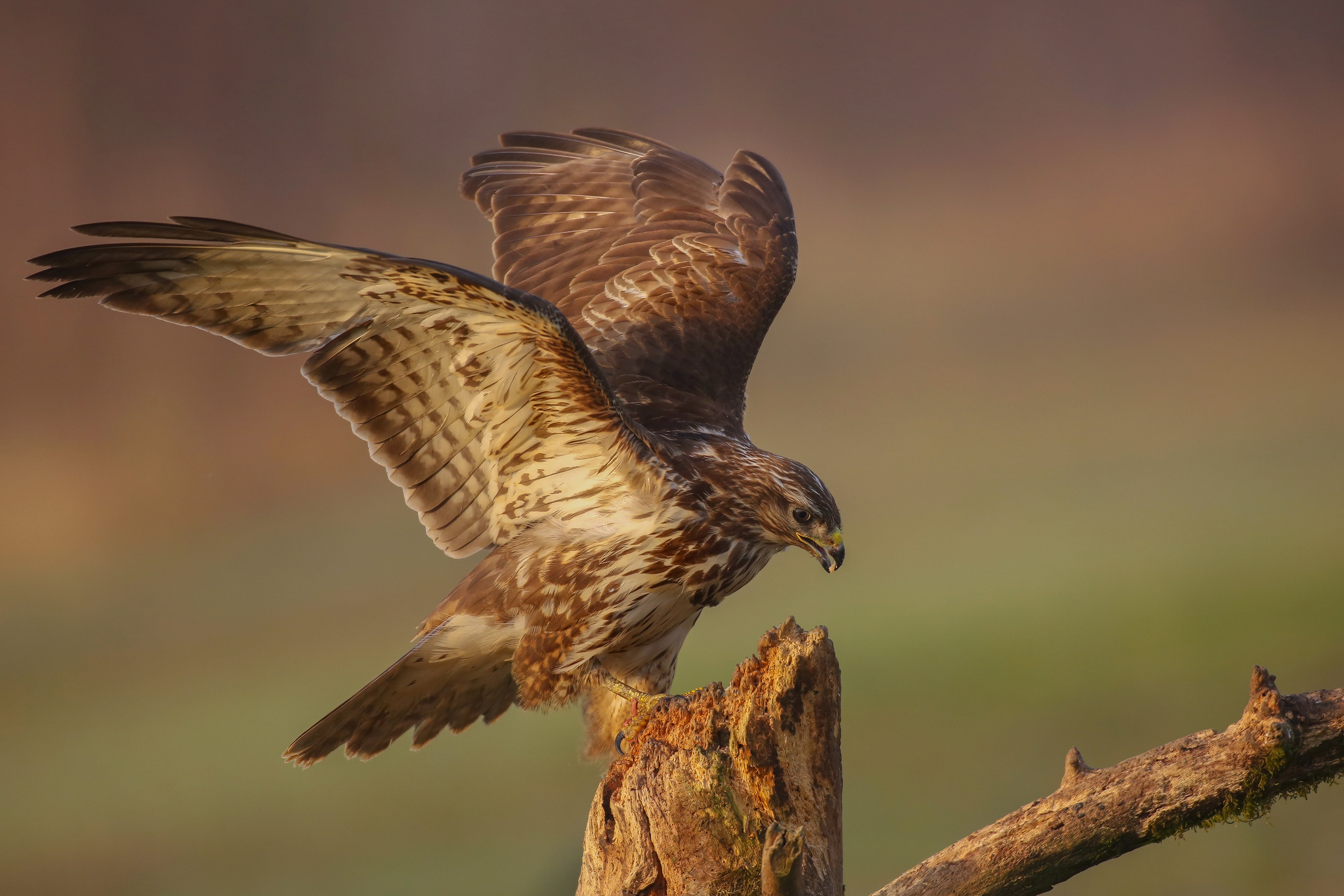 Buzzard