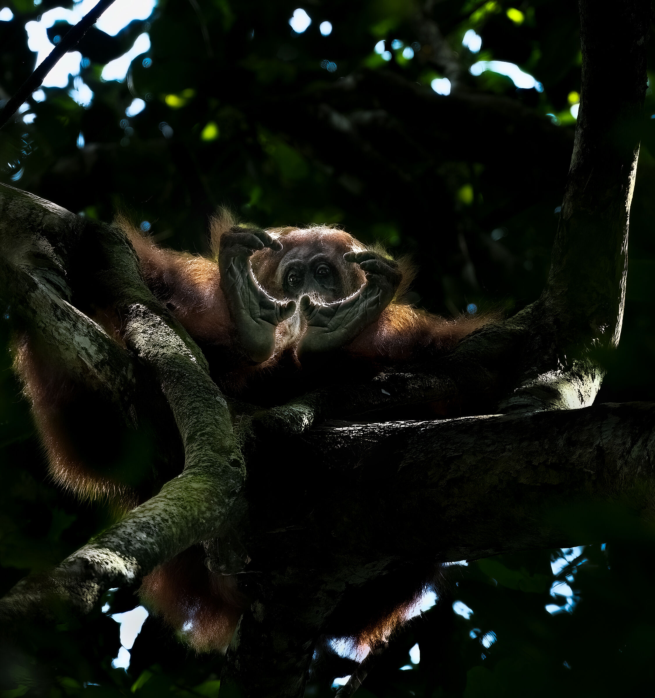 Sumatra , Orango (Pongo abelii) Cuoricini