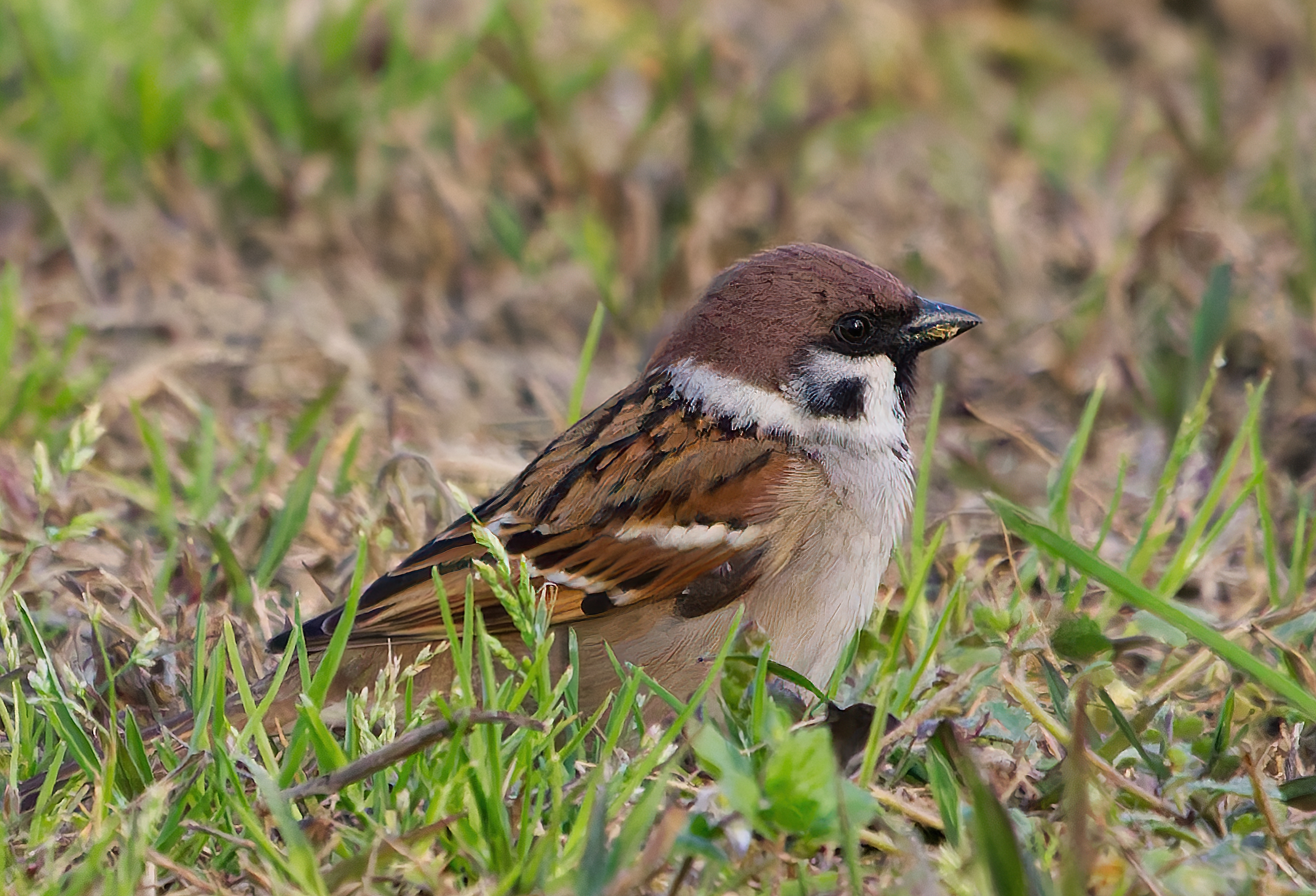 Mountain Sparrow