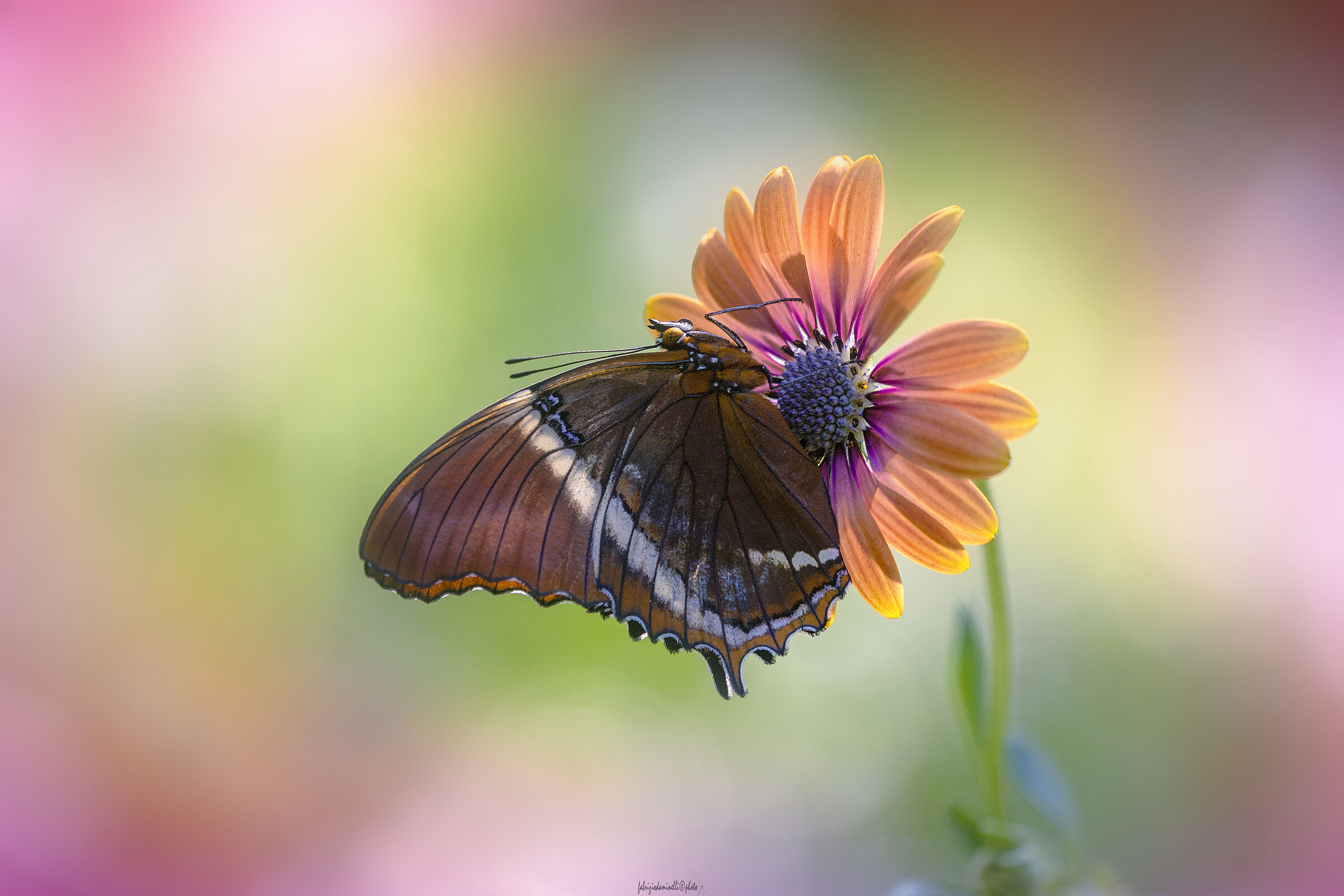 Siproeta epaphus