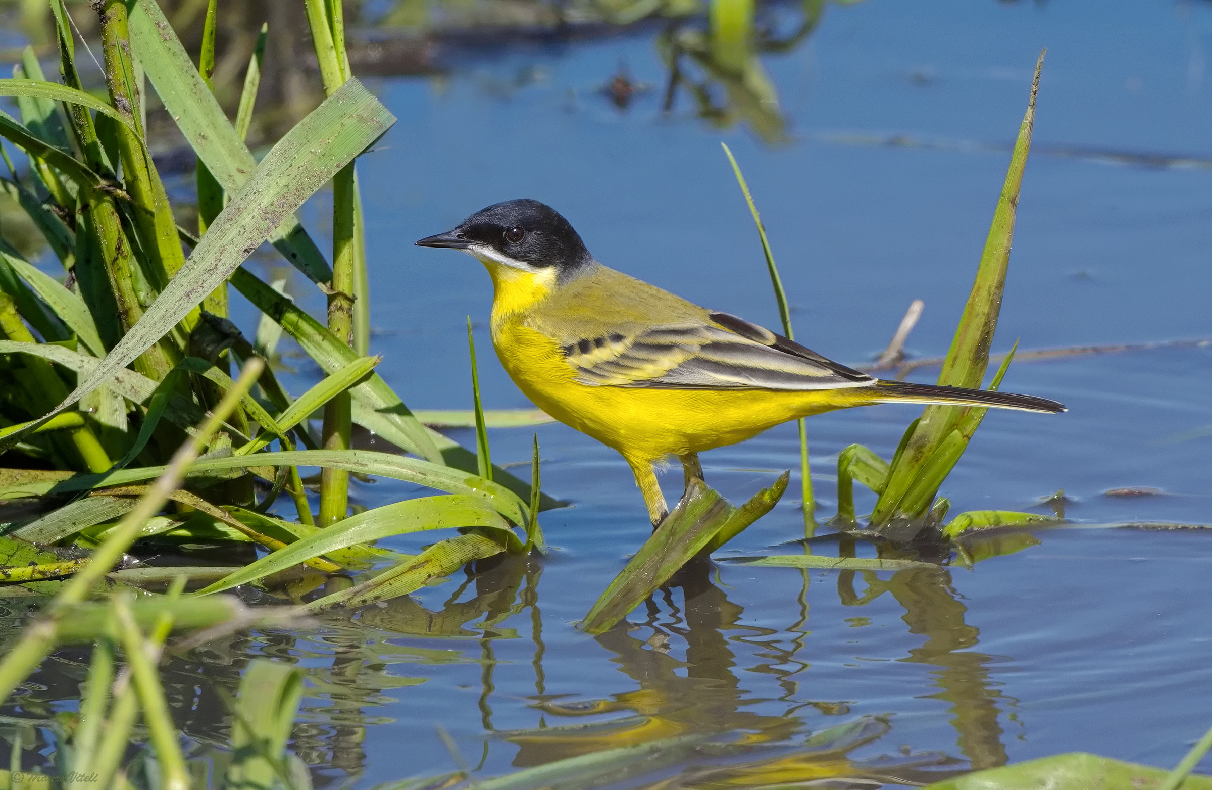 Blackcap wagtail (motacilla flava)