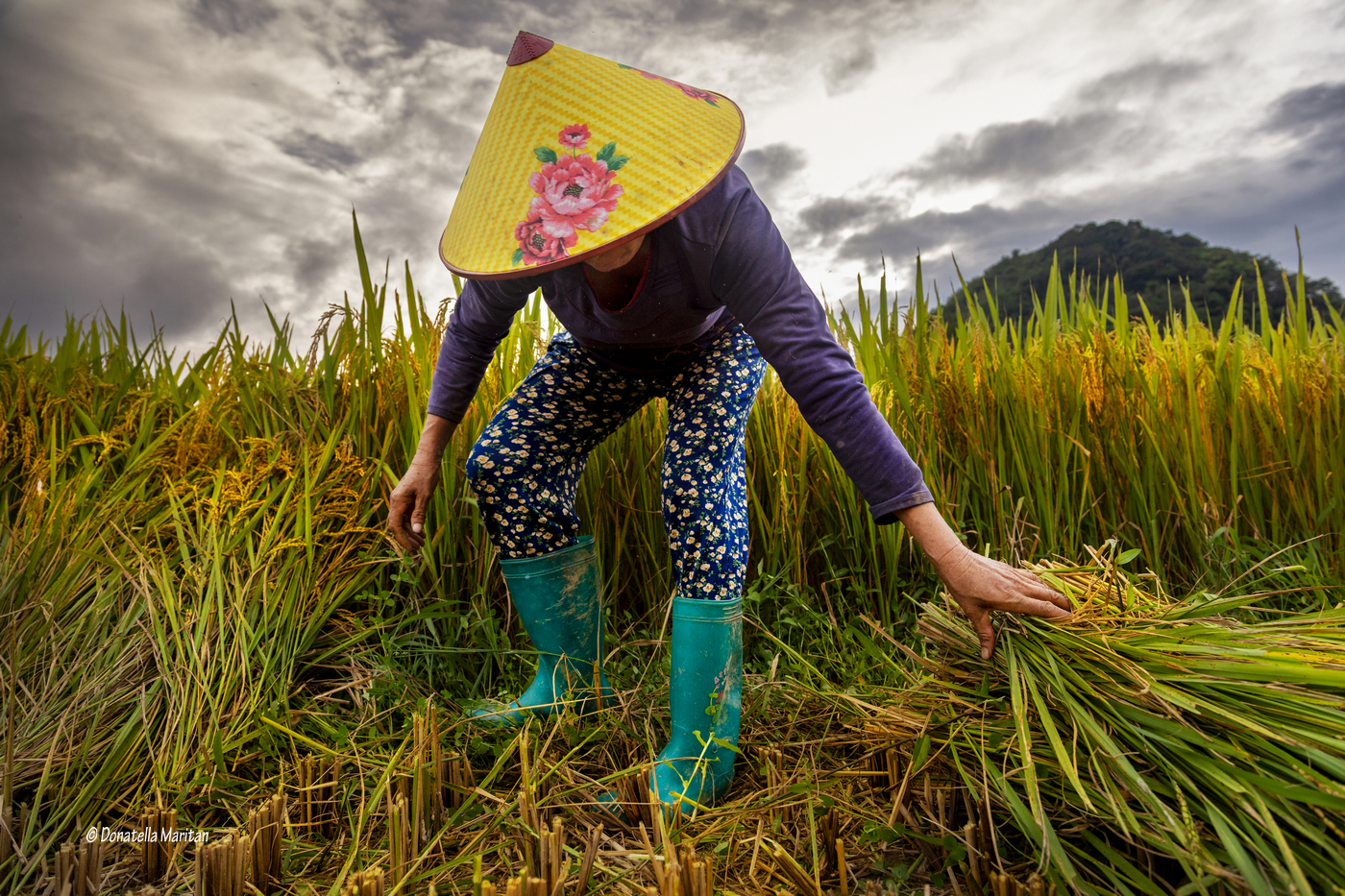 Rice harvesting