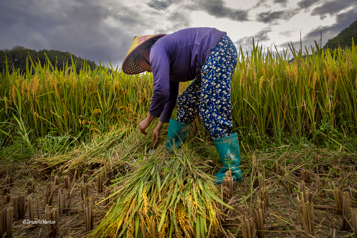 Rice harvesting