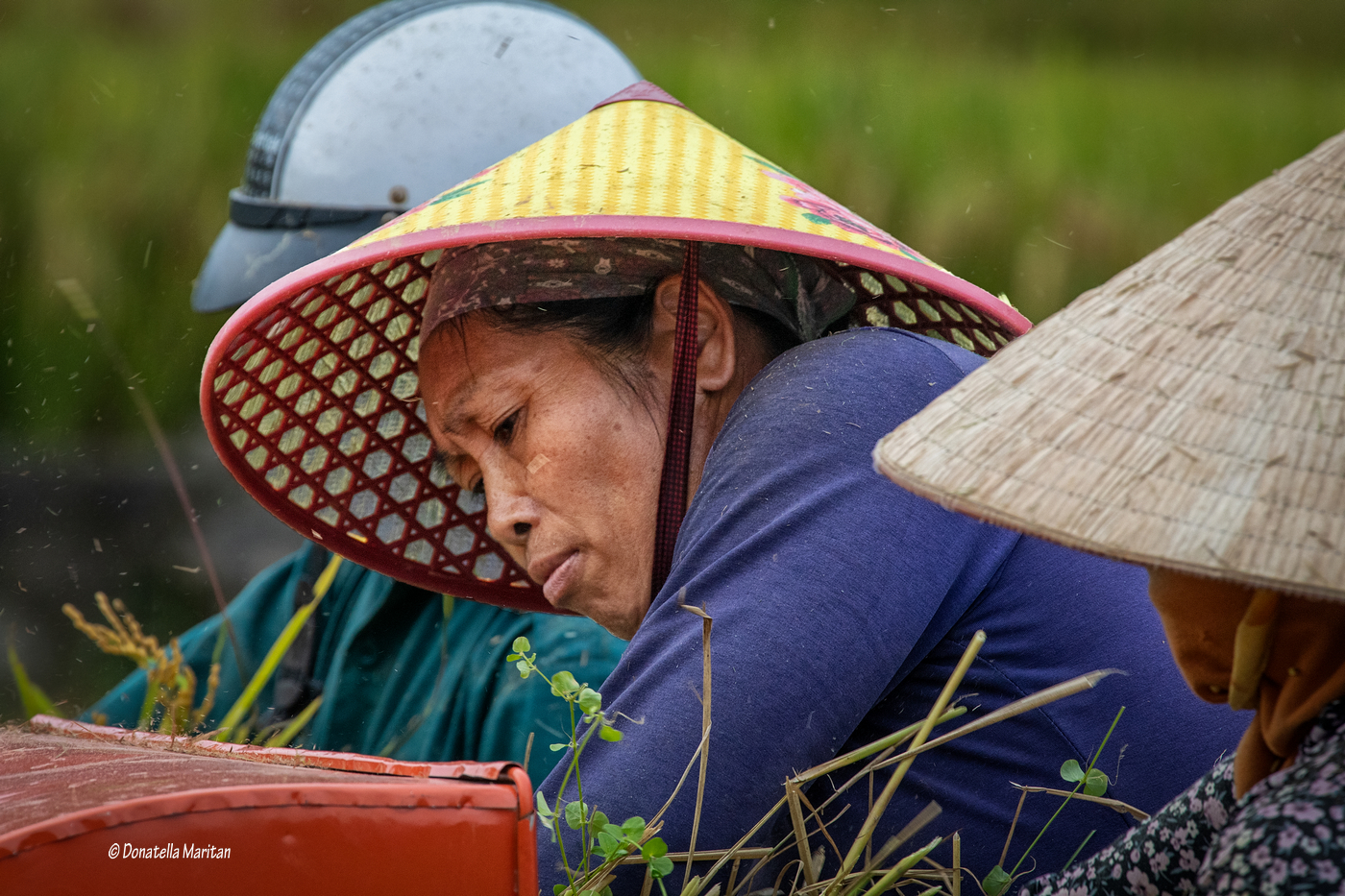 Rice harvesting