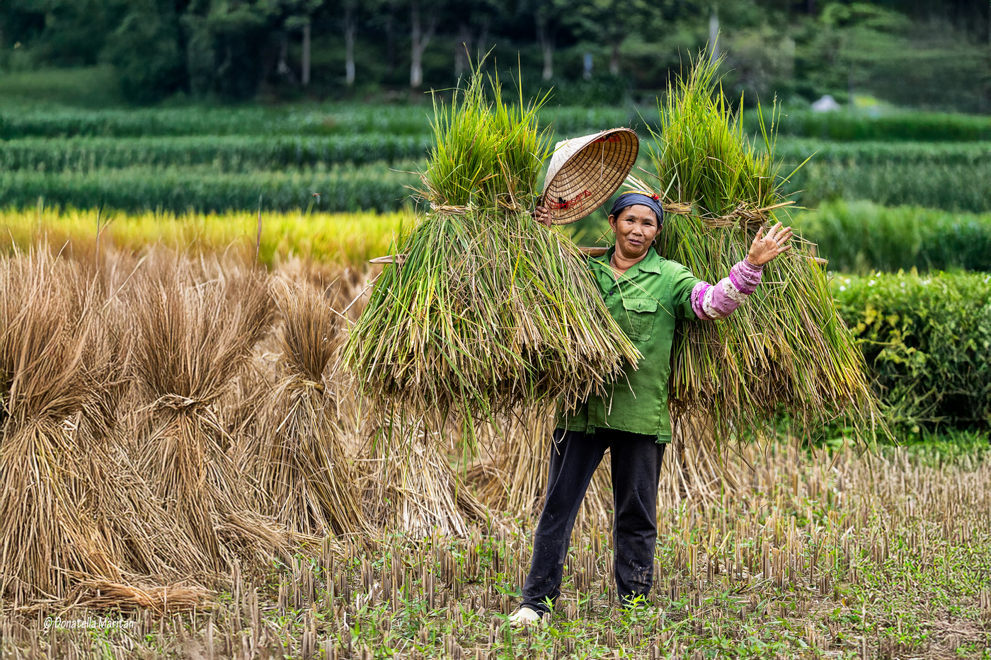 Rice harvesting
