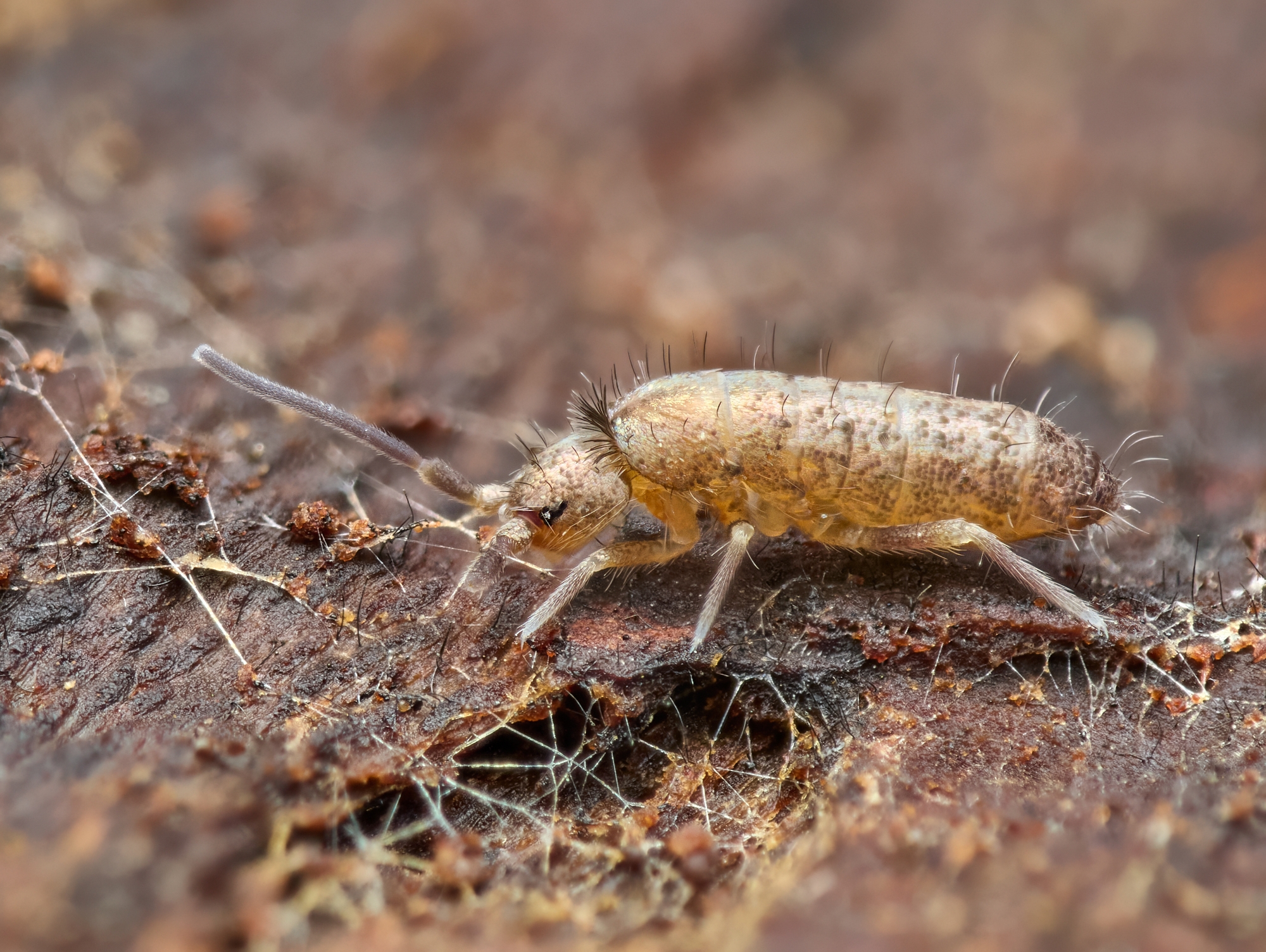 Tomocerus sp.