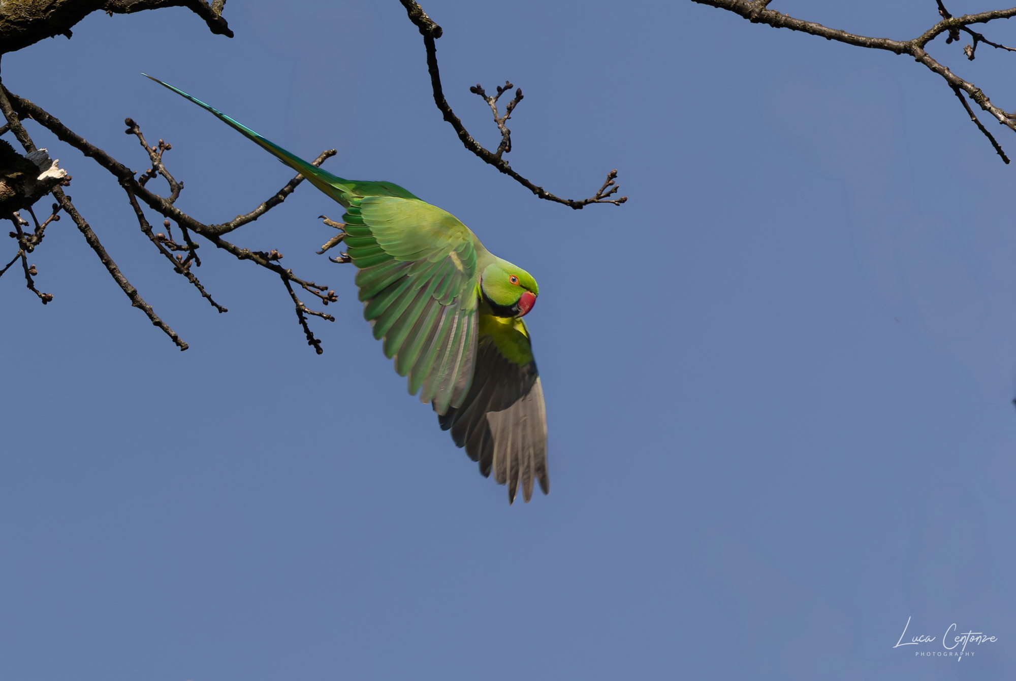 Collared parakeet