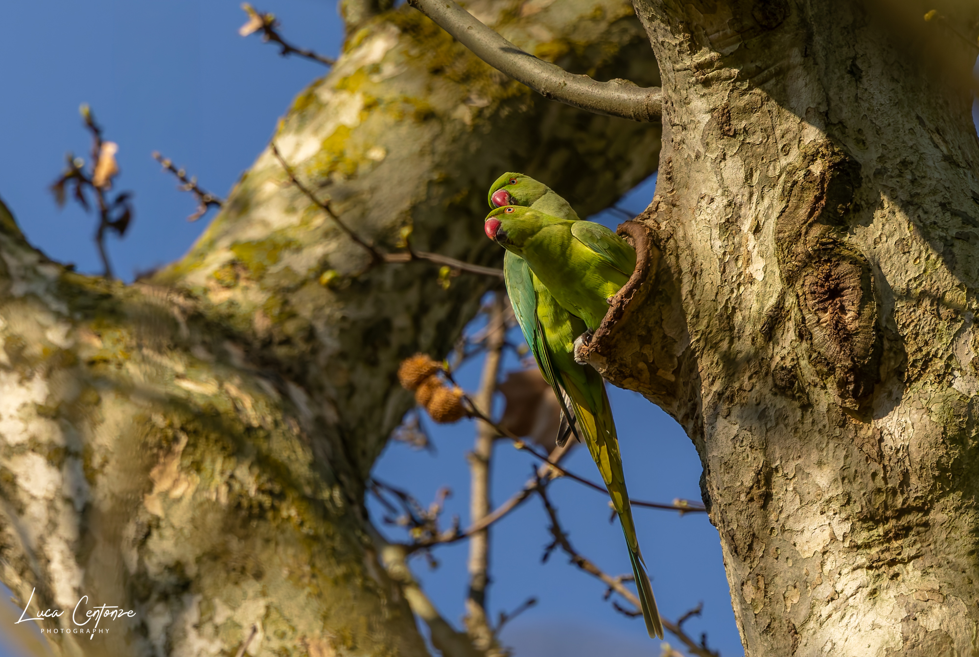 Collared Parakeet (Pair)