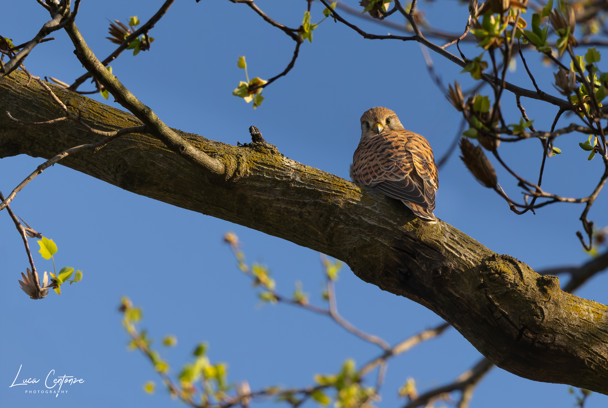 Young Kestrel