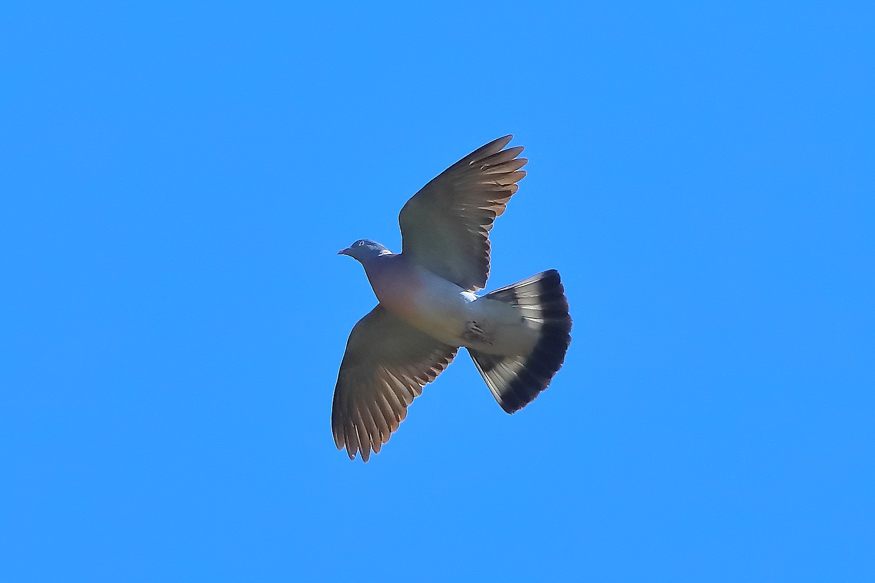 Wood Pigeon 16 March 2026