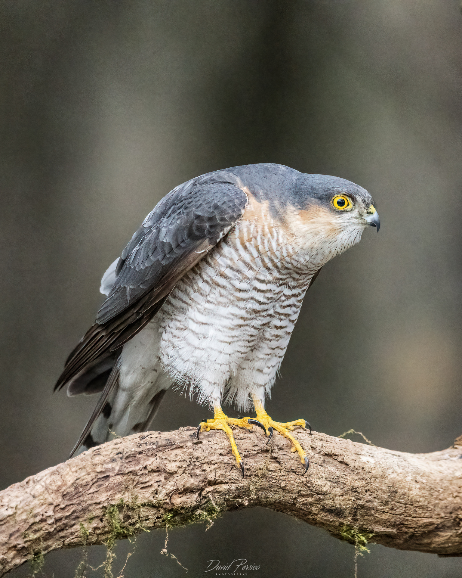 Sparrowhawk