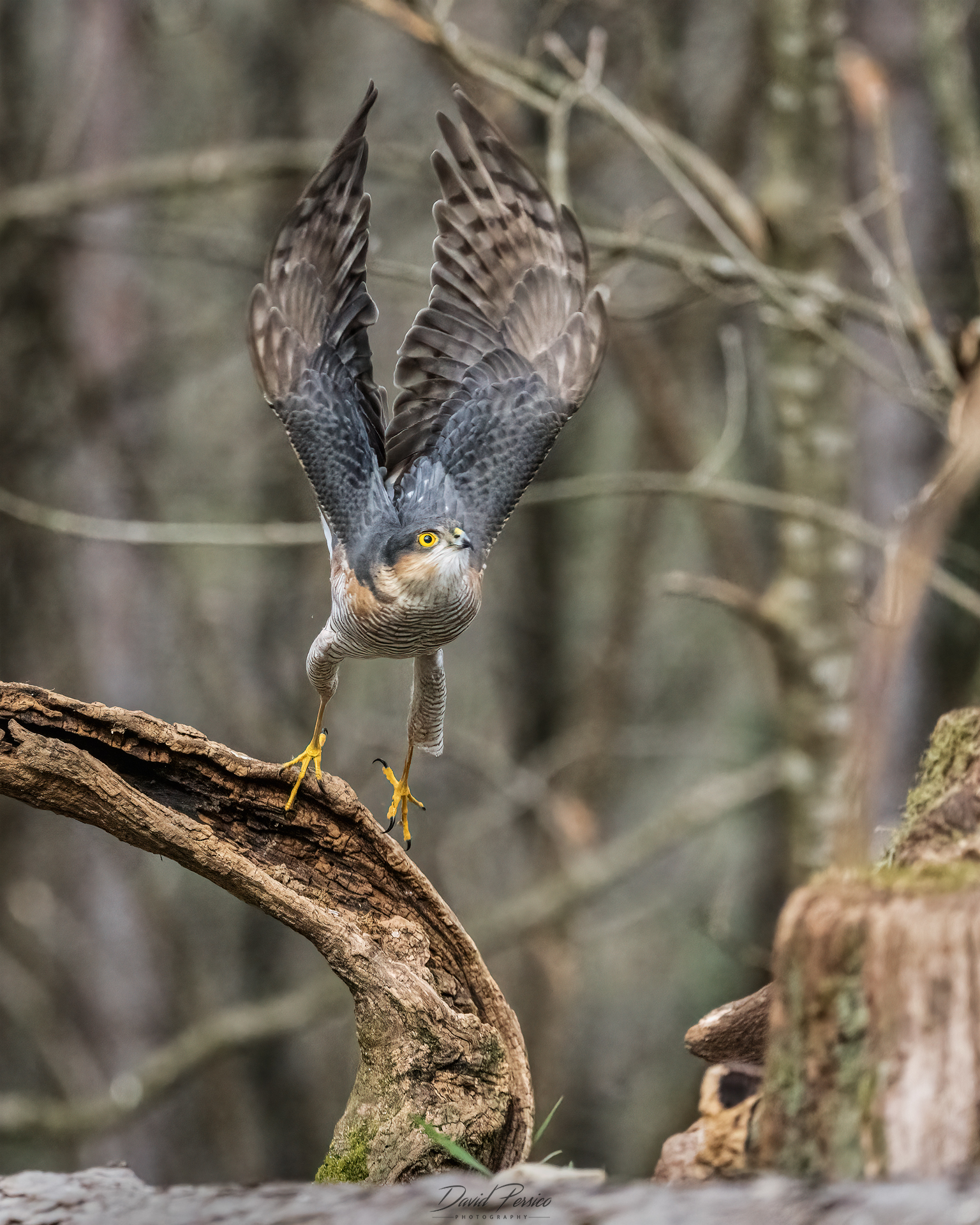 Sparrowhawk
