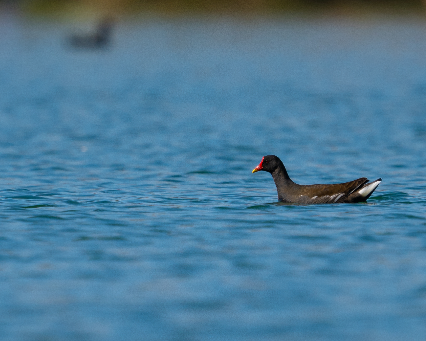 Gallinella d'acqua