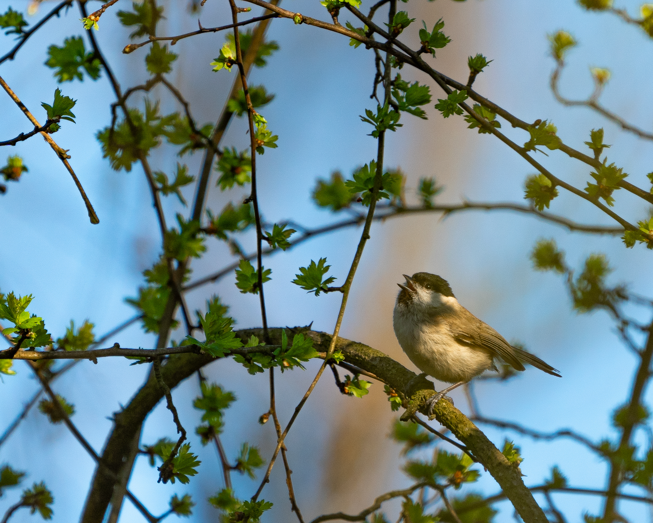 chirp