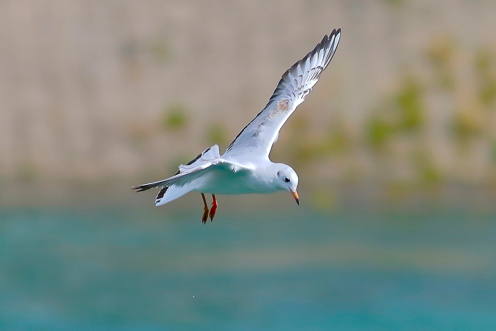 Seagull C September 25, 2025 - 0074