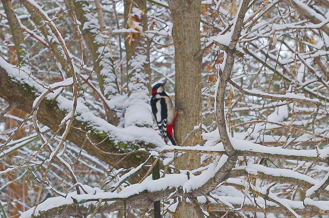 woodpecker