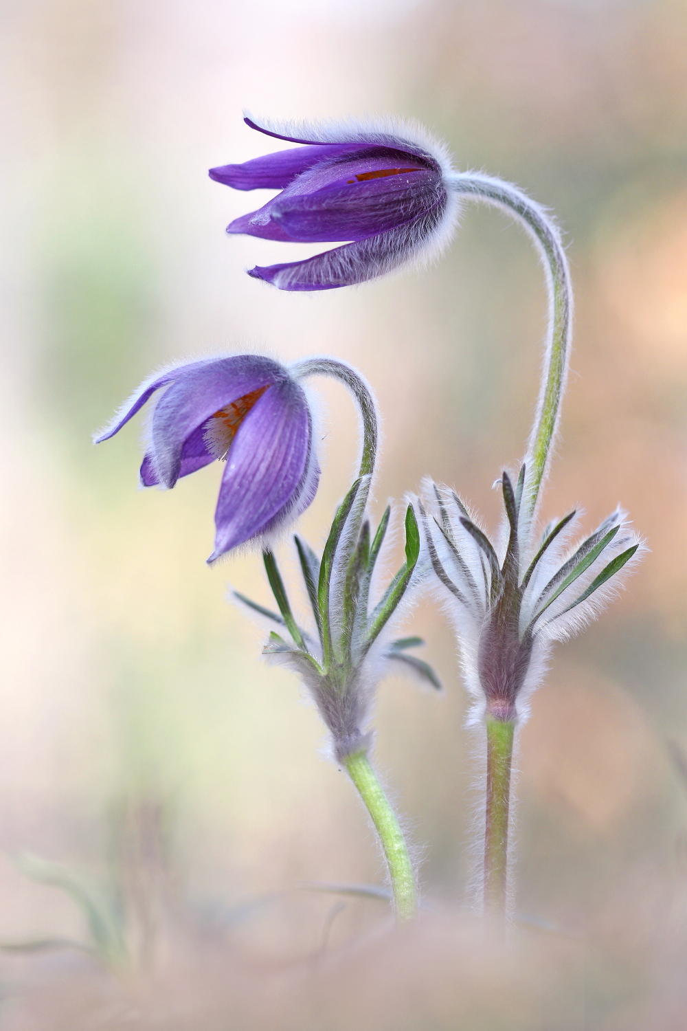 Pulsatilla