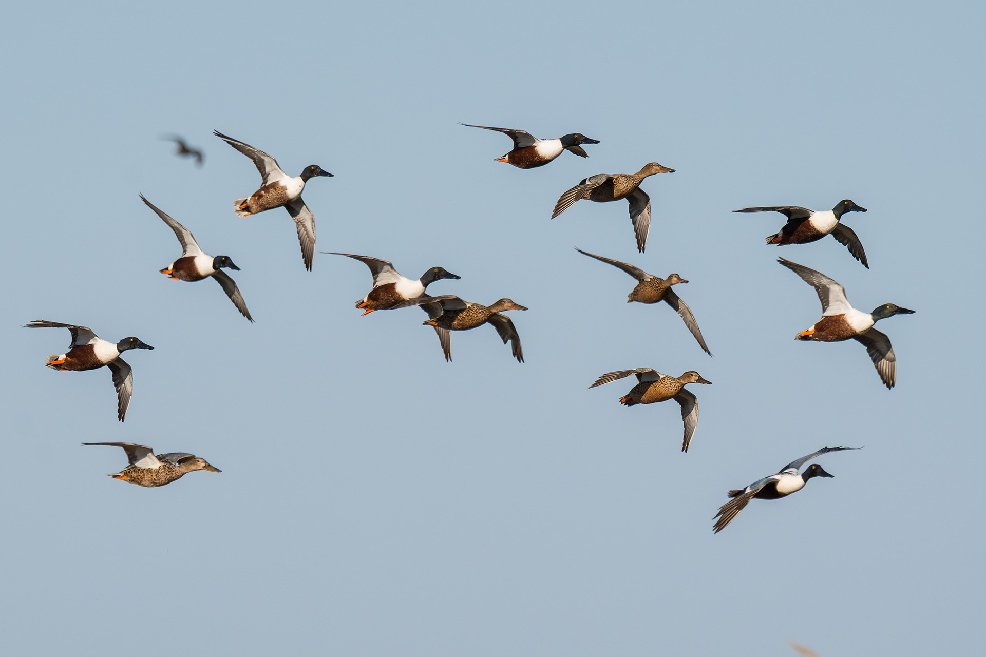Shovelers