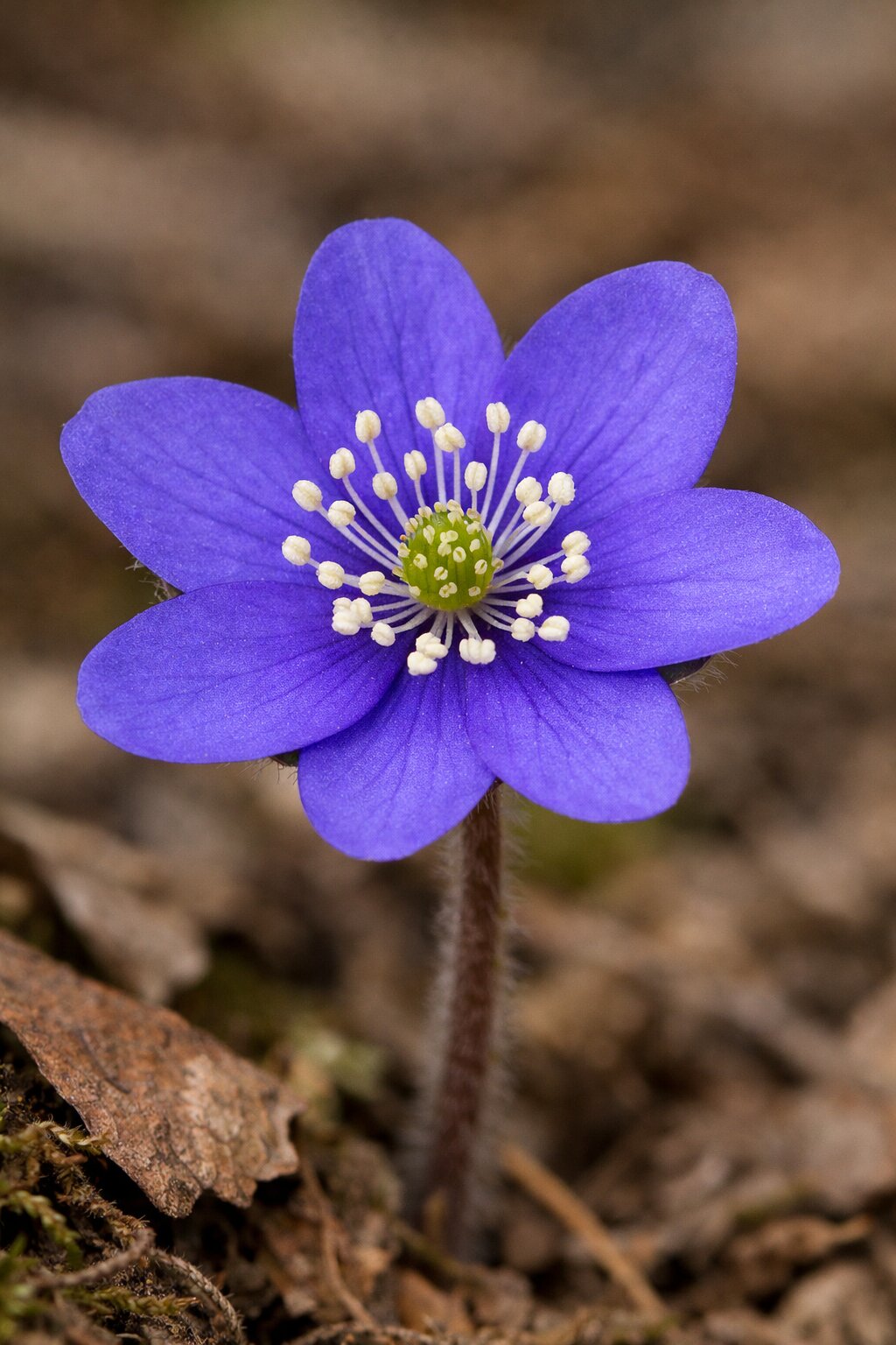 Hepatica Nobilis?