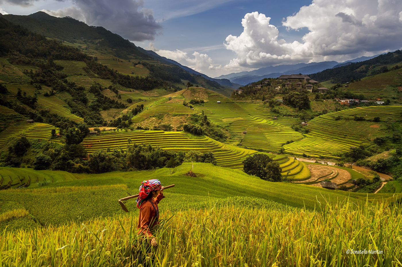 Rice harvesting