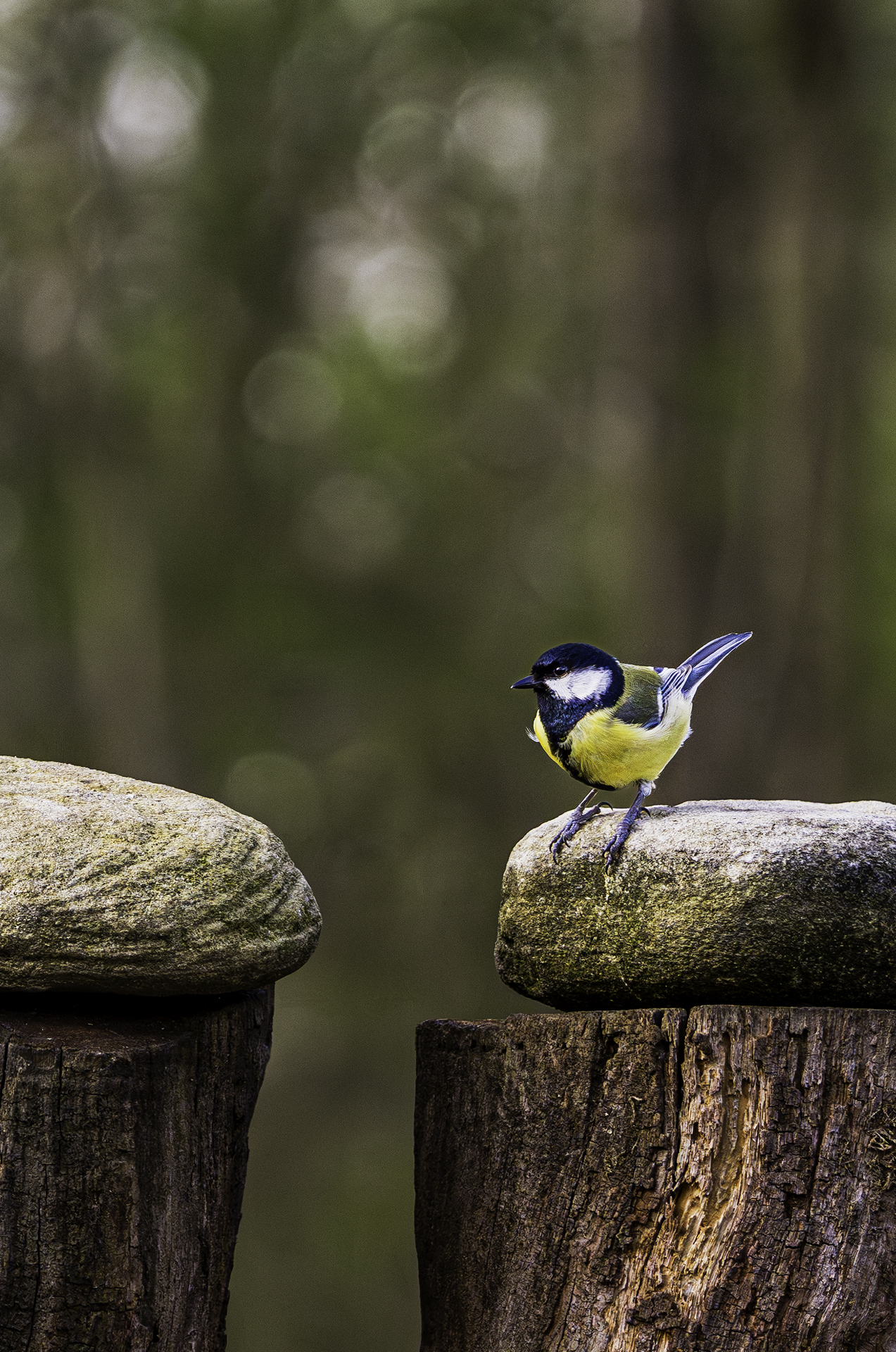 Cinciallegra su appoggio