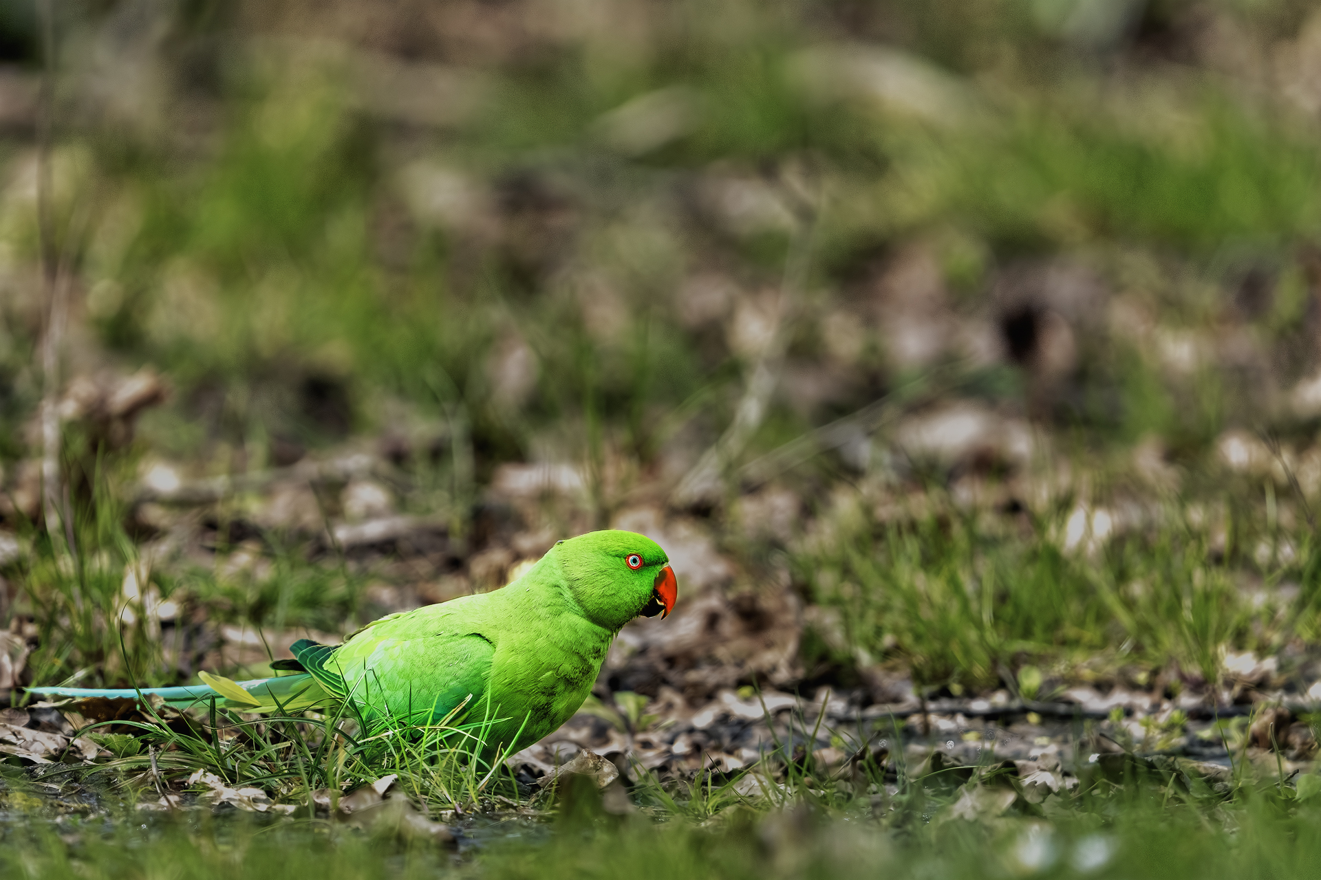 Parrocchetto in terra