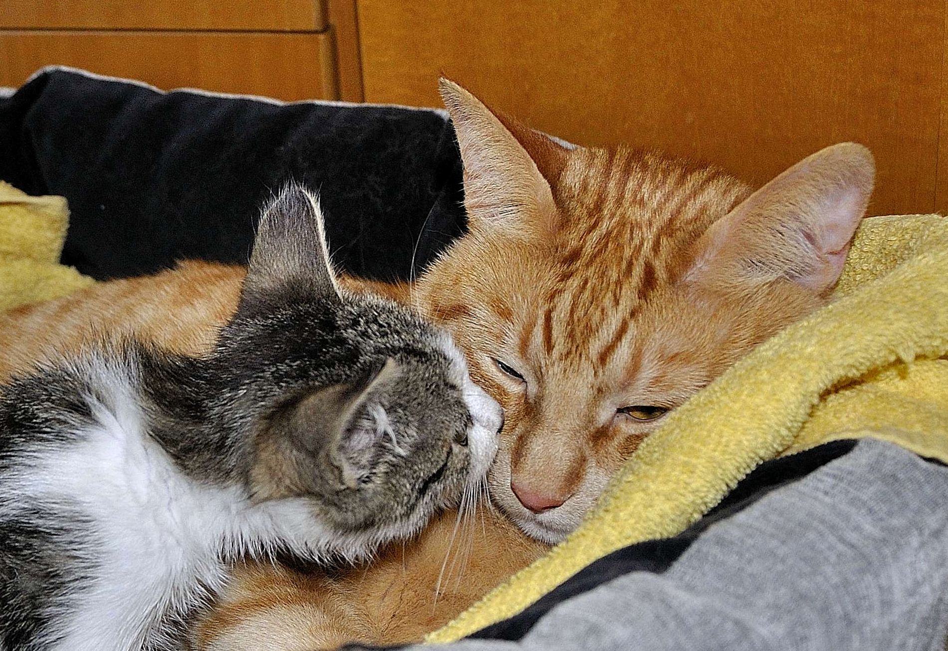 After a week of living is already Love: D