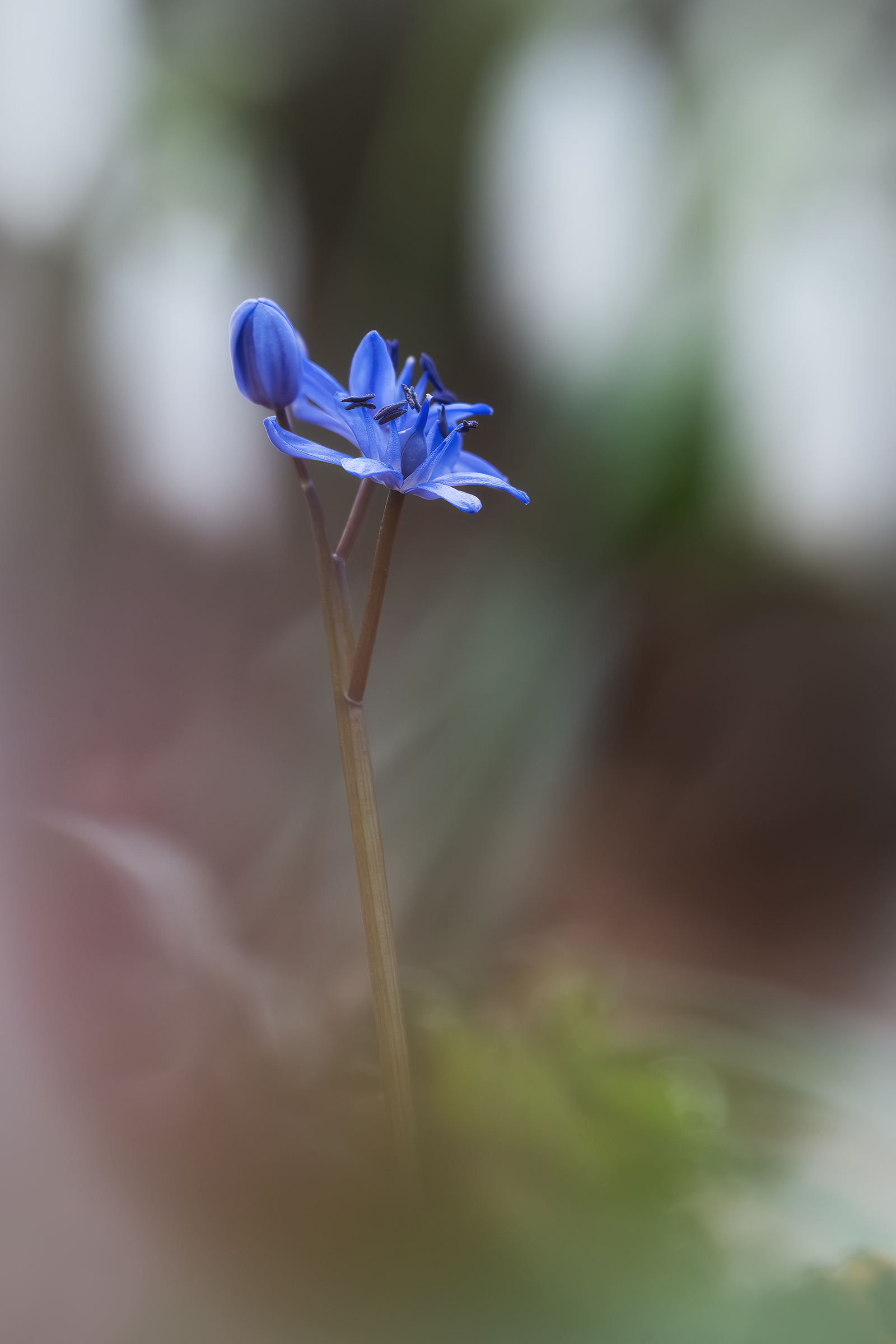 Scilla bifolia