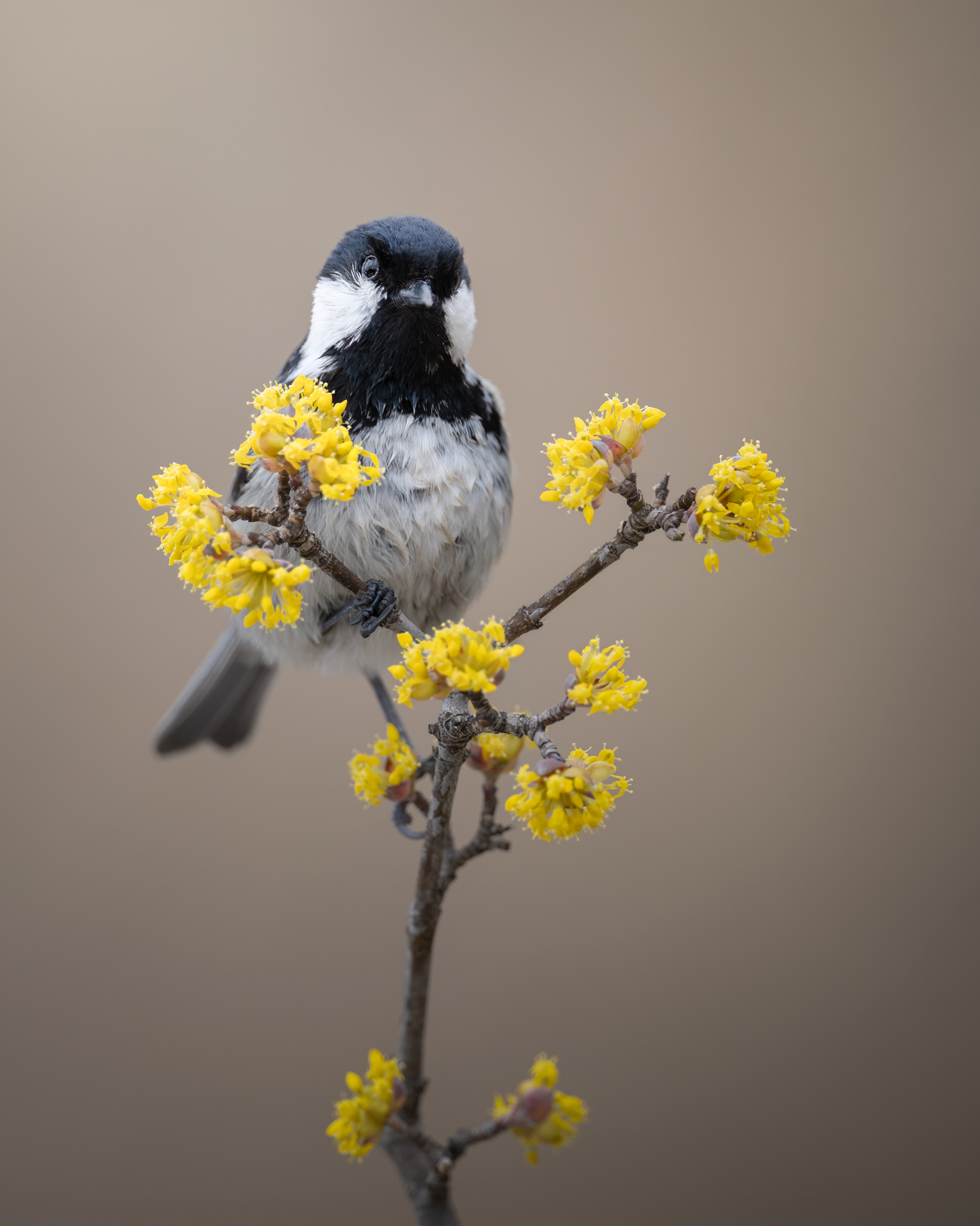 La primavera è arrivata!