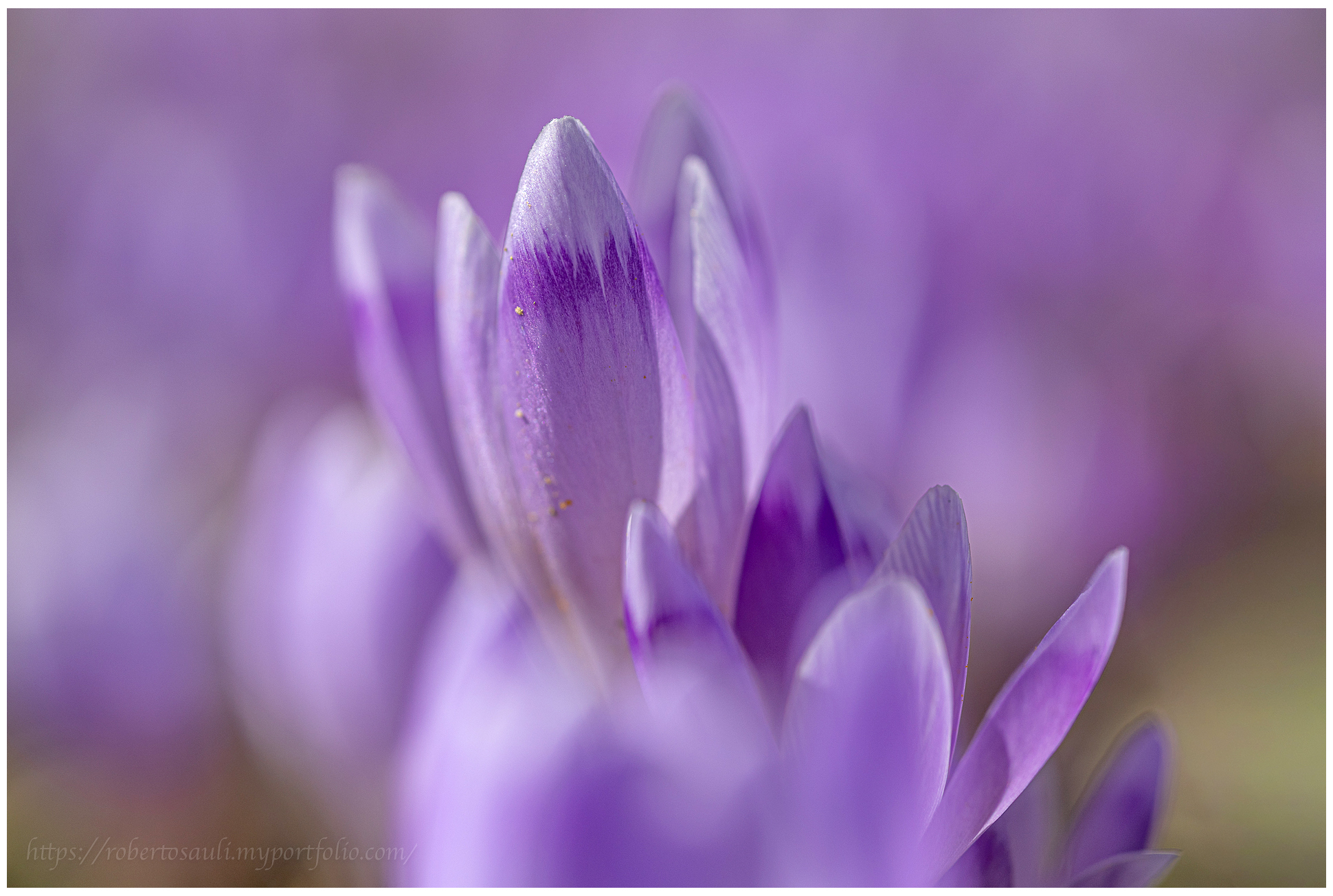 Croco tra i crochi (Crocus vernus)