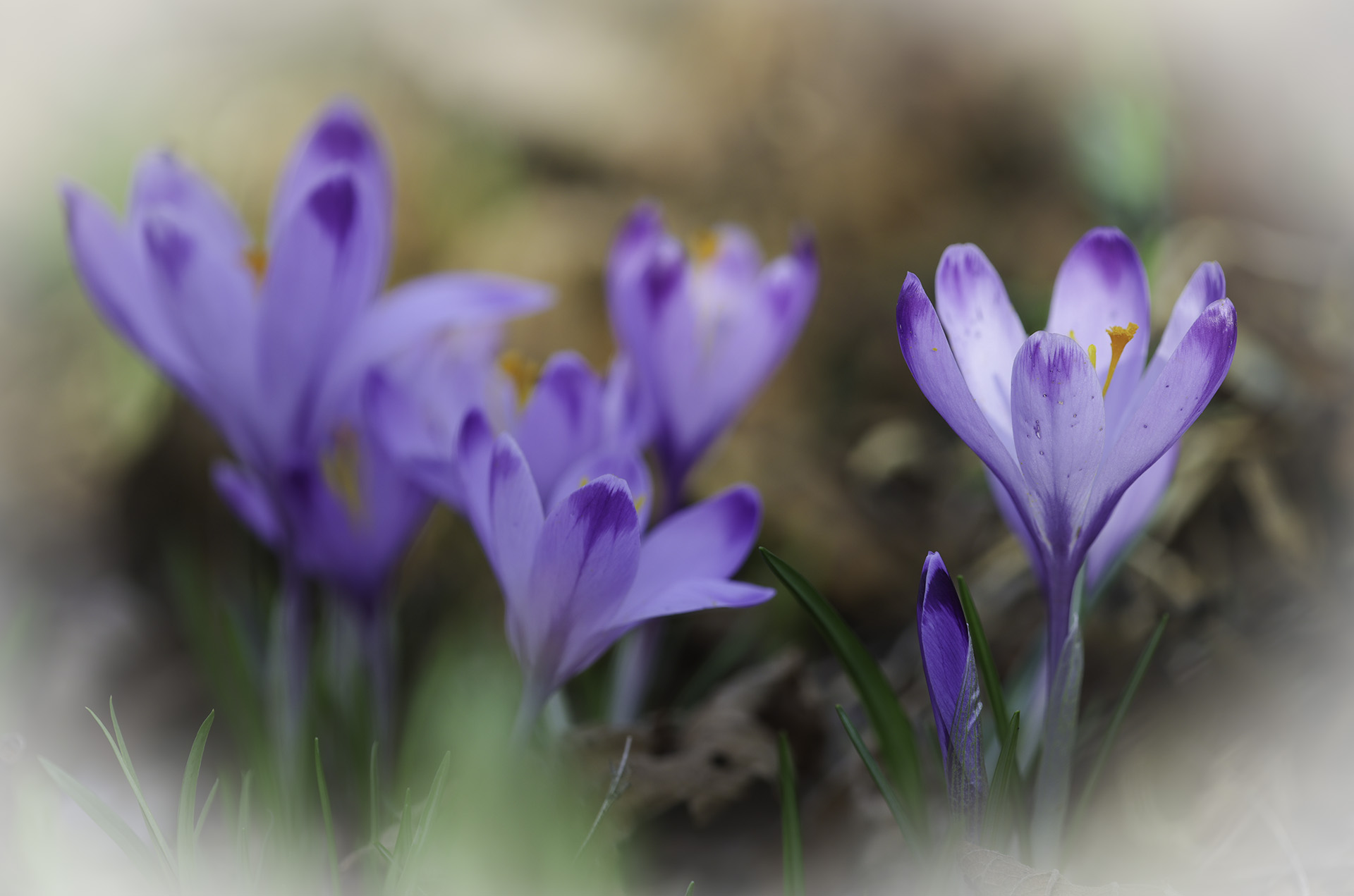 Crocus heufellianus