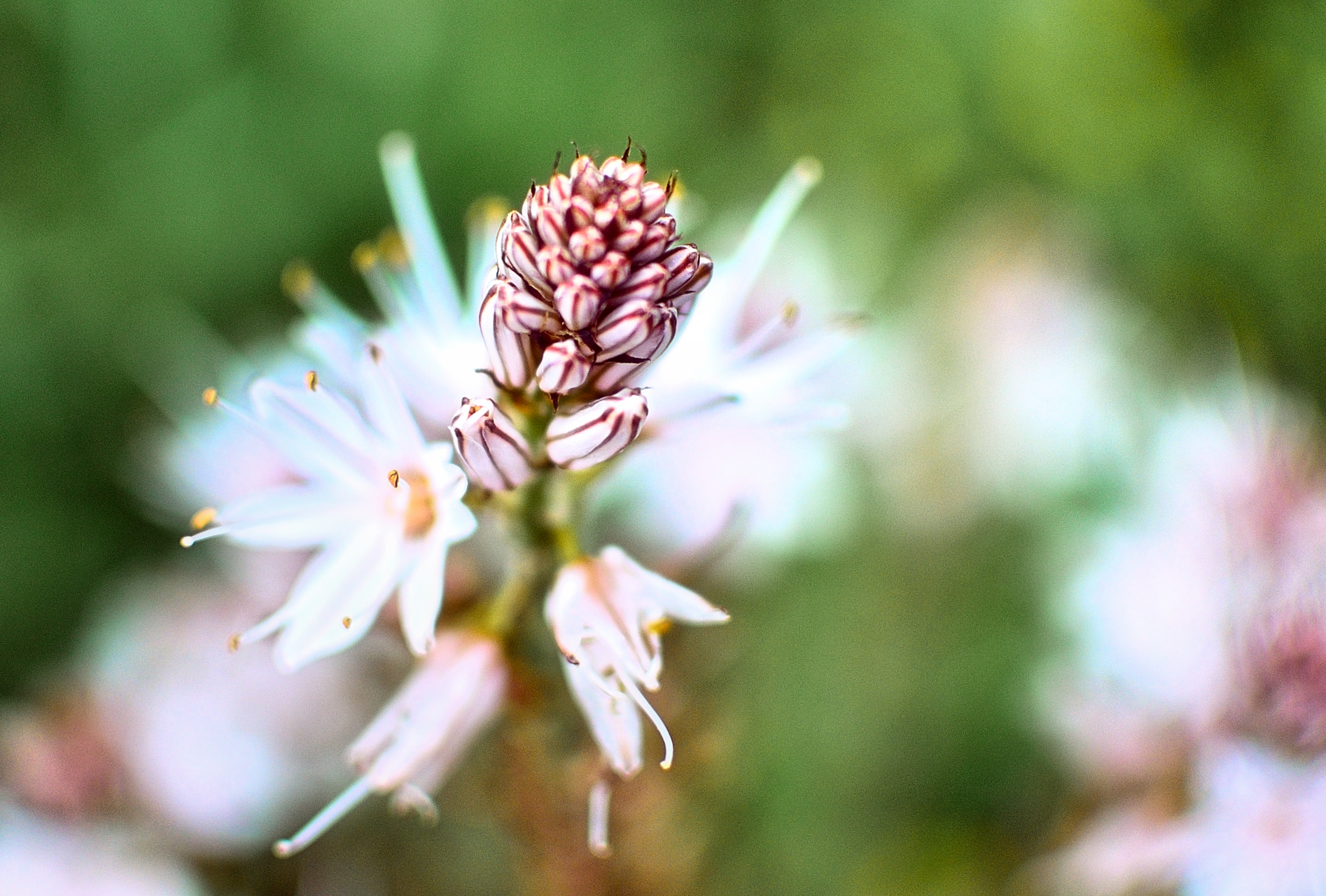 Asphodel