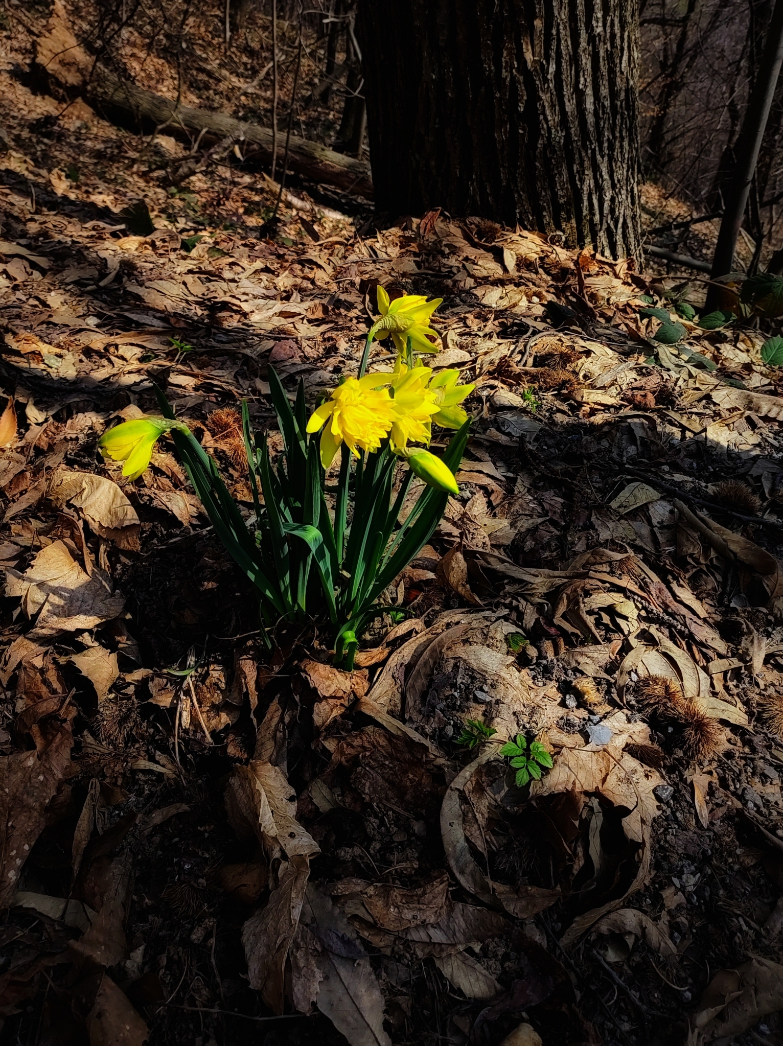 Omen of spring