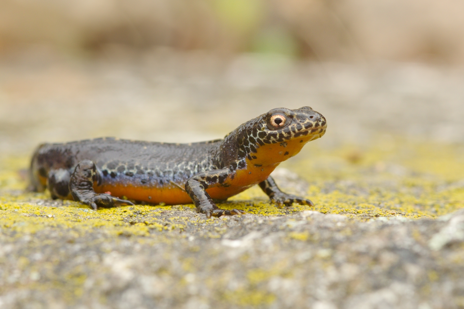 Ichthyosaura alpestri