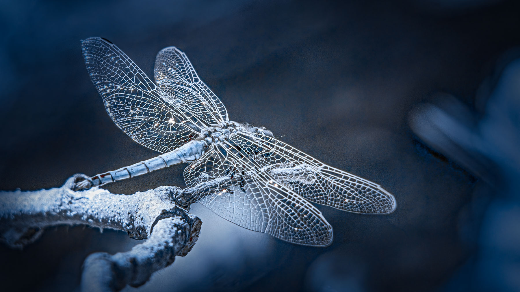 Liquid Fly
