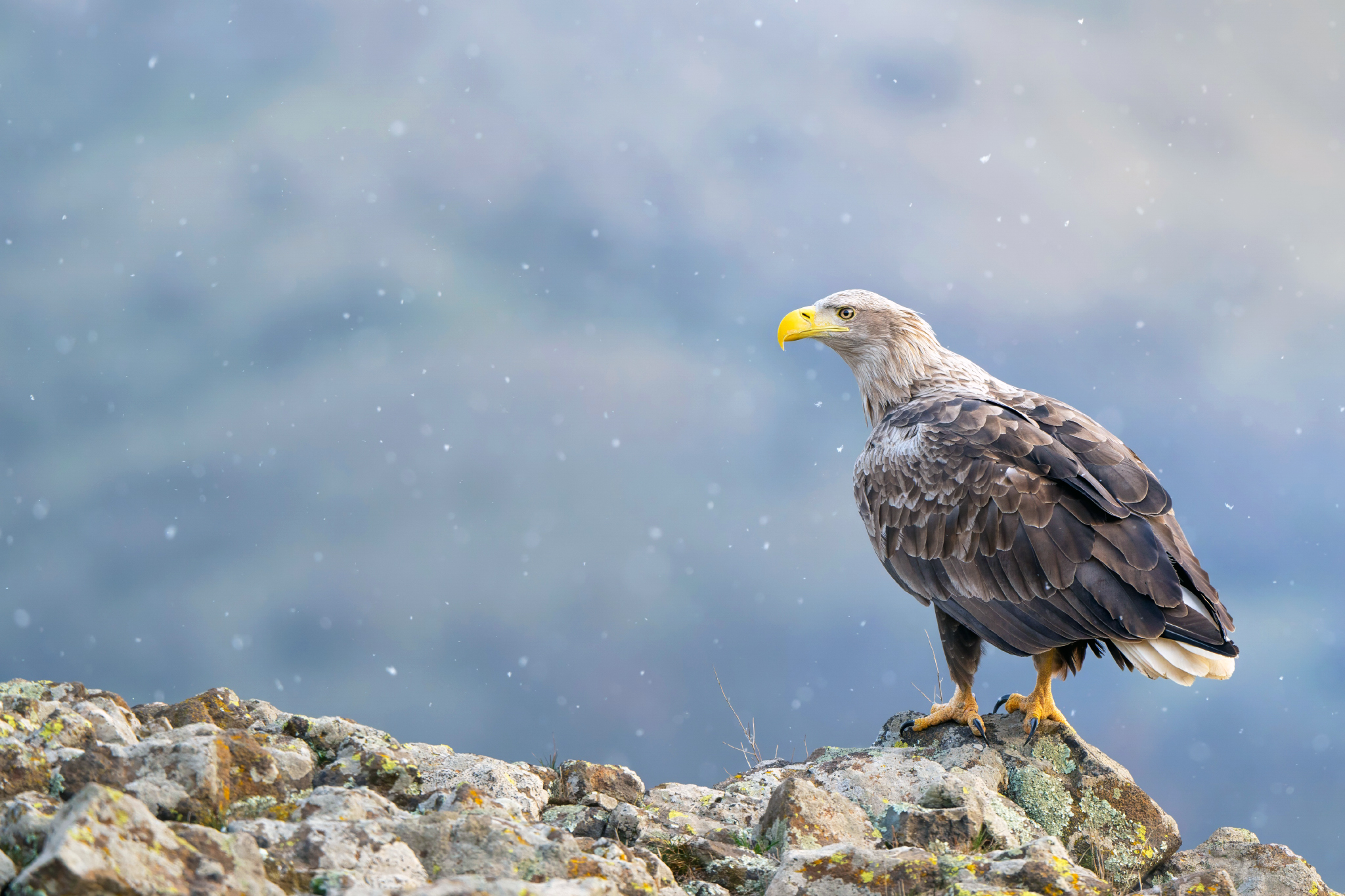 The lookout