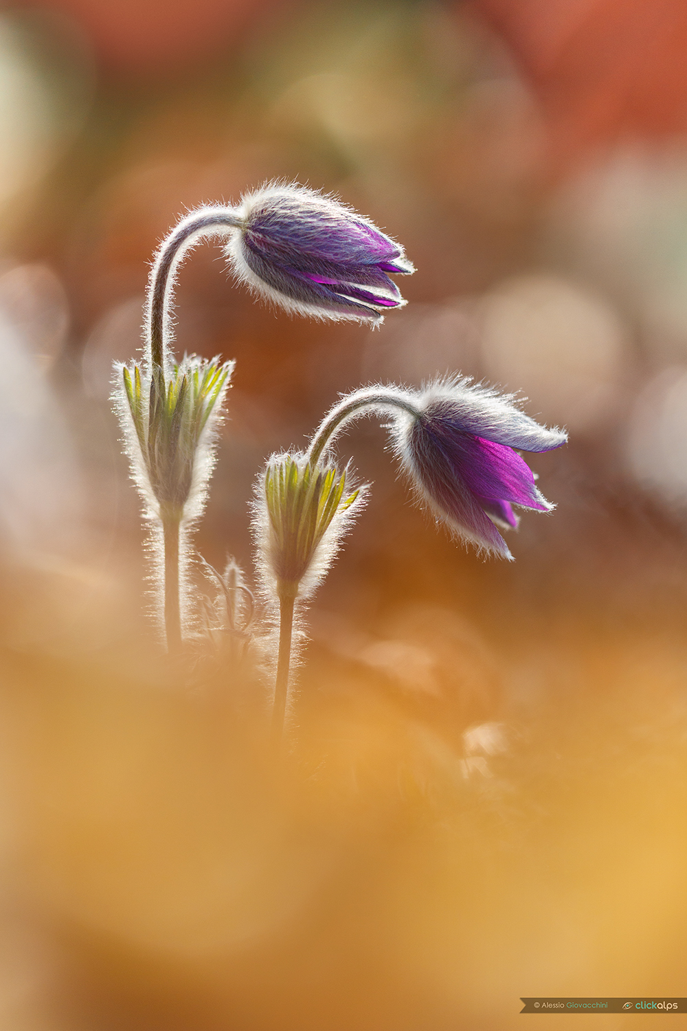 Backlit pulsatilla
